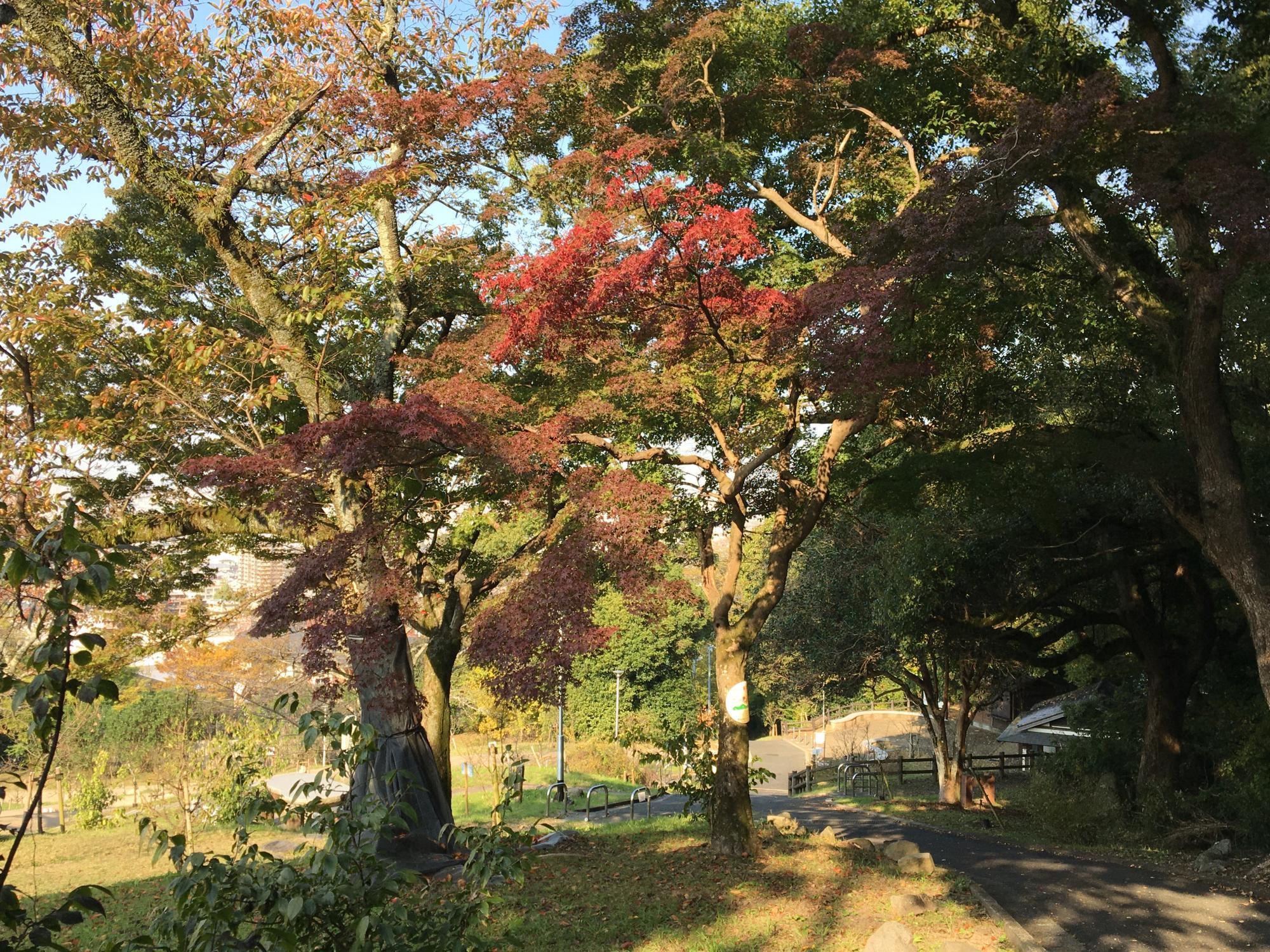 枚岡梅林の紅葉