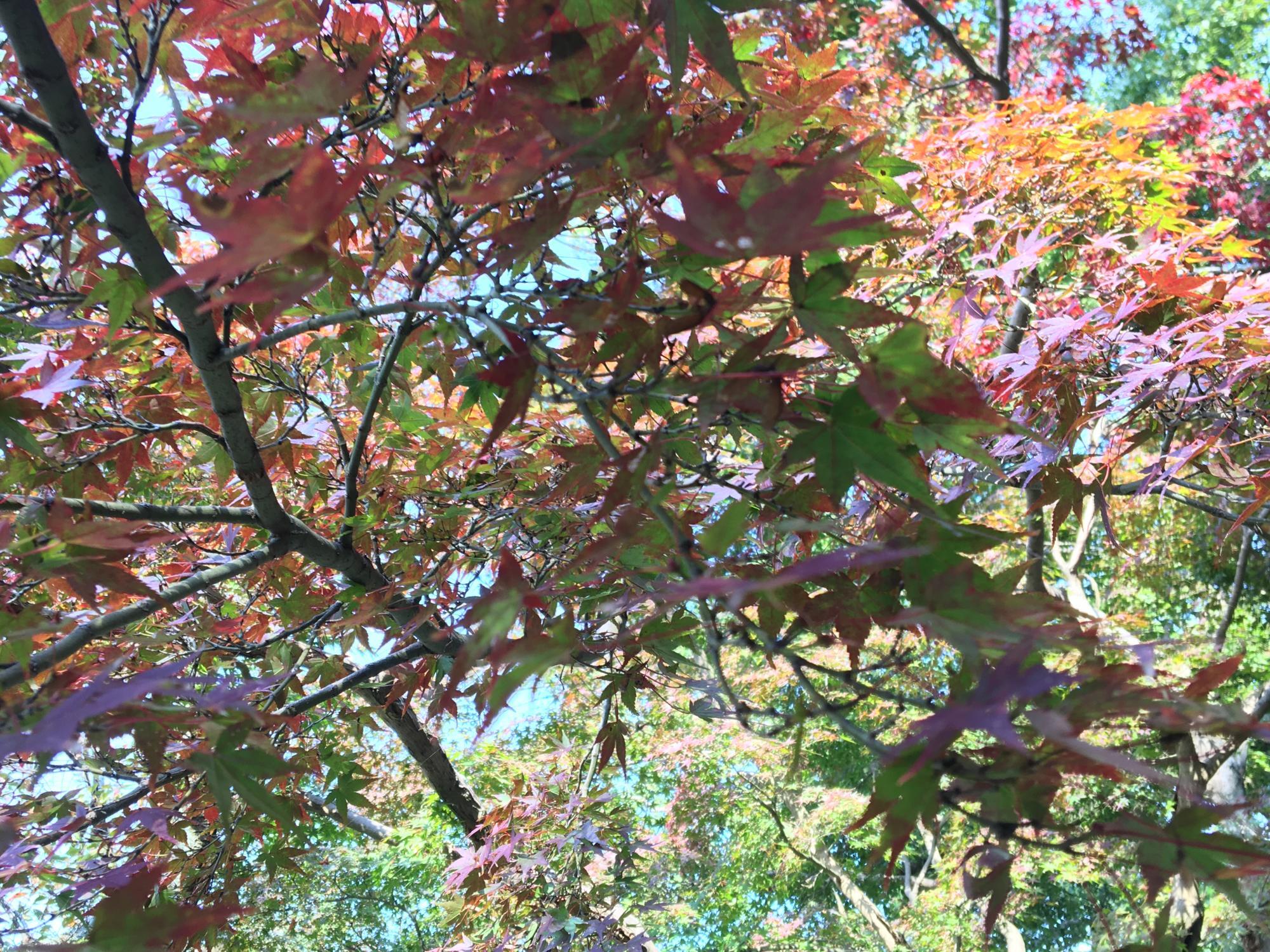 枚岡梅林の紅葉