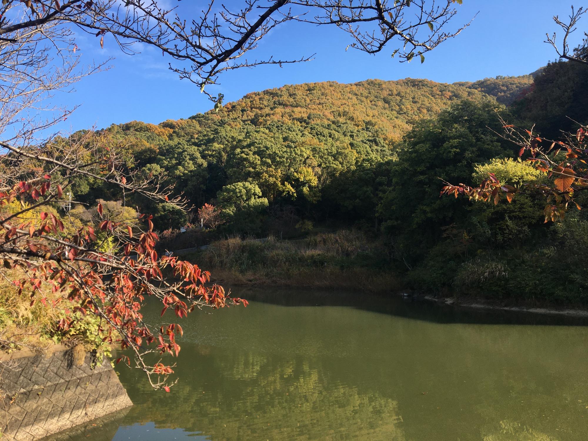 日下山の紅葉