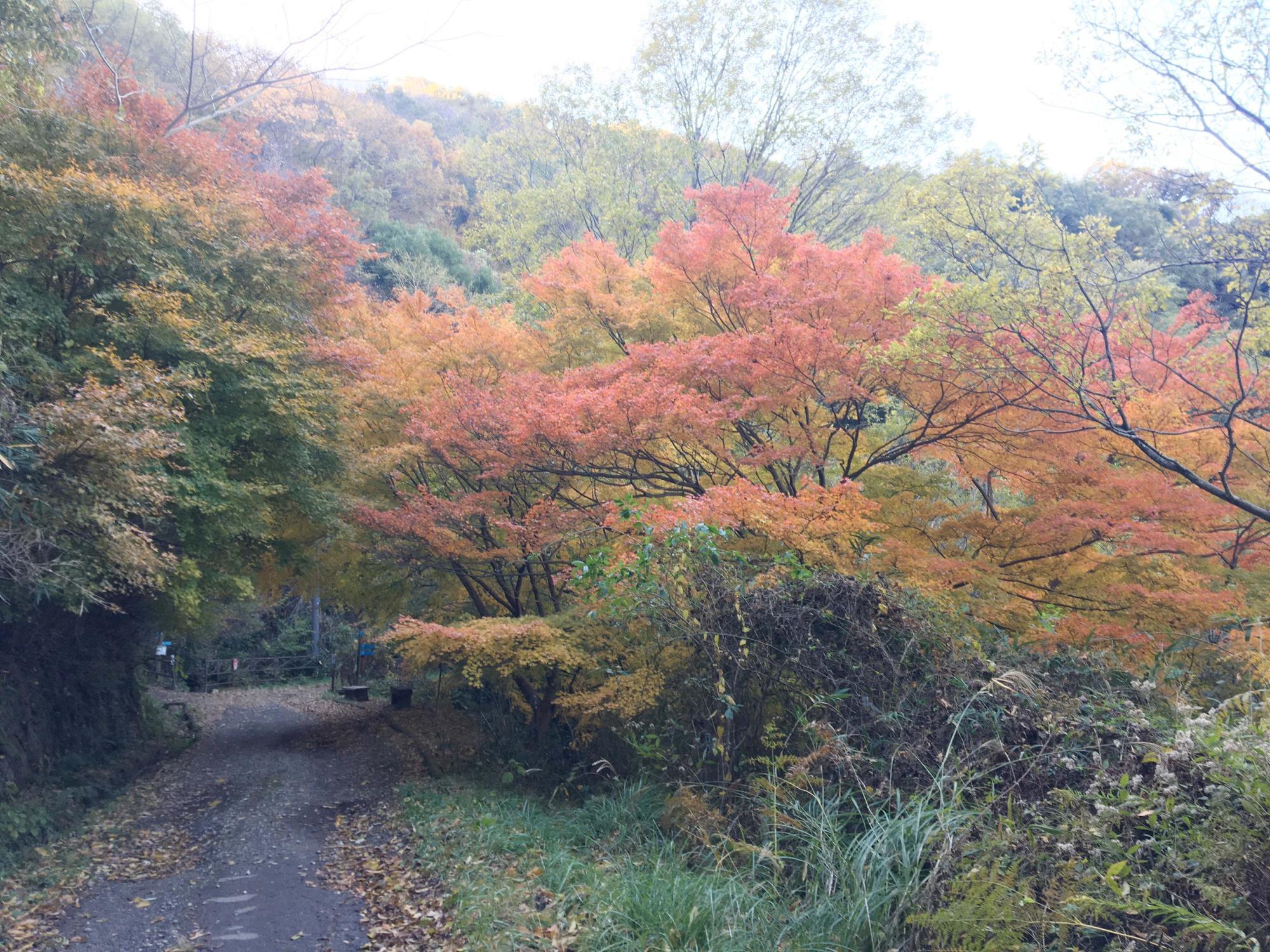 生駒縦走コース