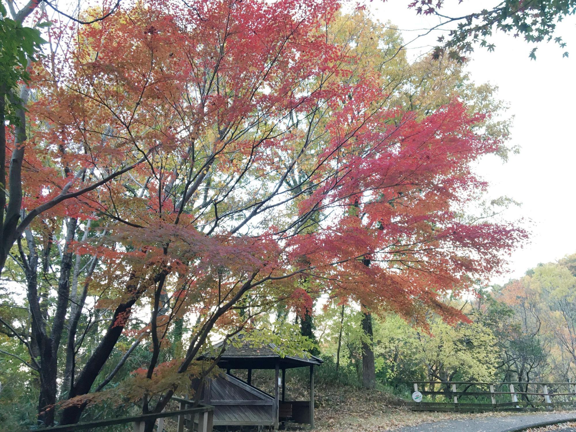 らくらく登山道