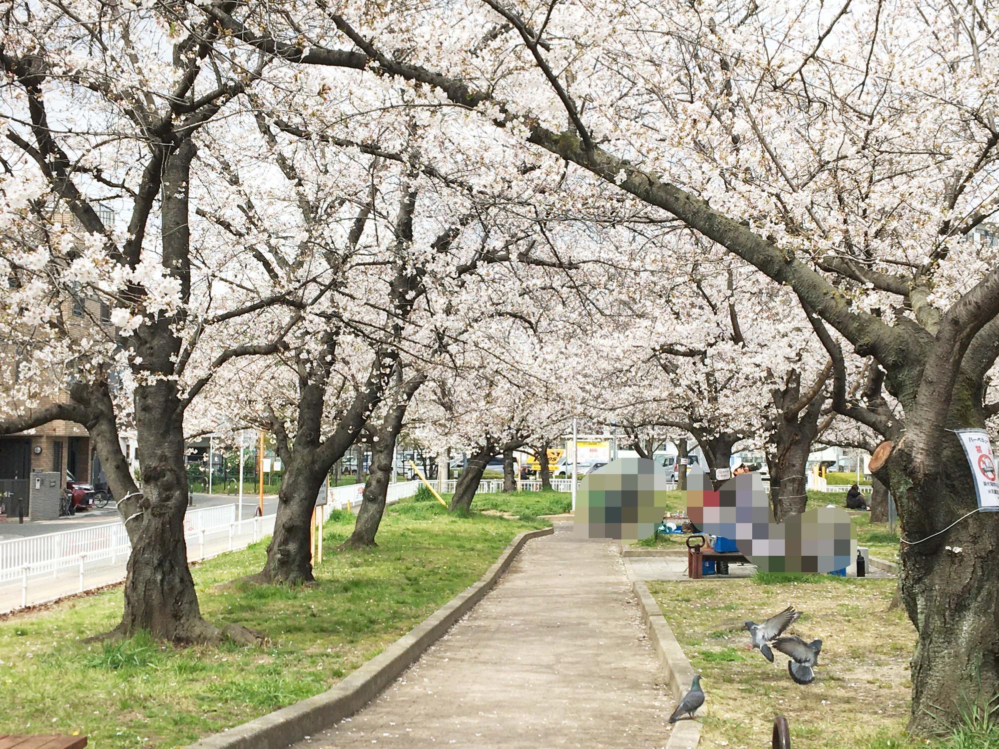 東大阪市】大人気のお花見スポットが見頃！平日でも多くの方がお