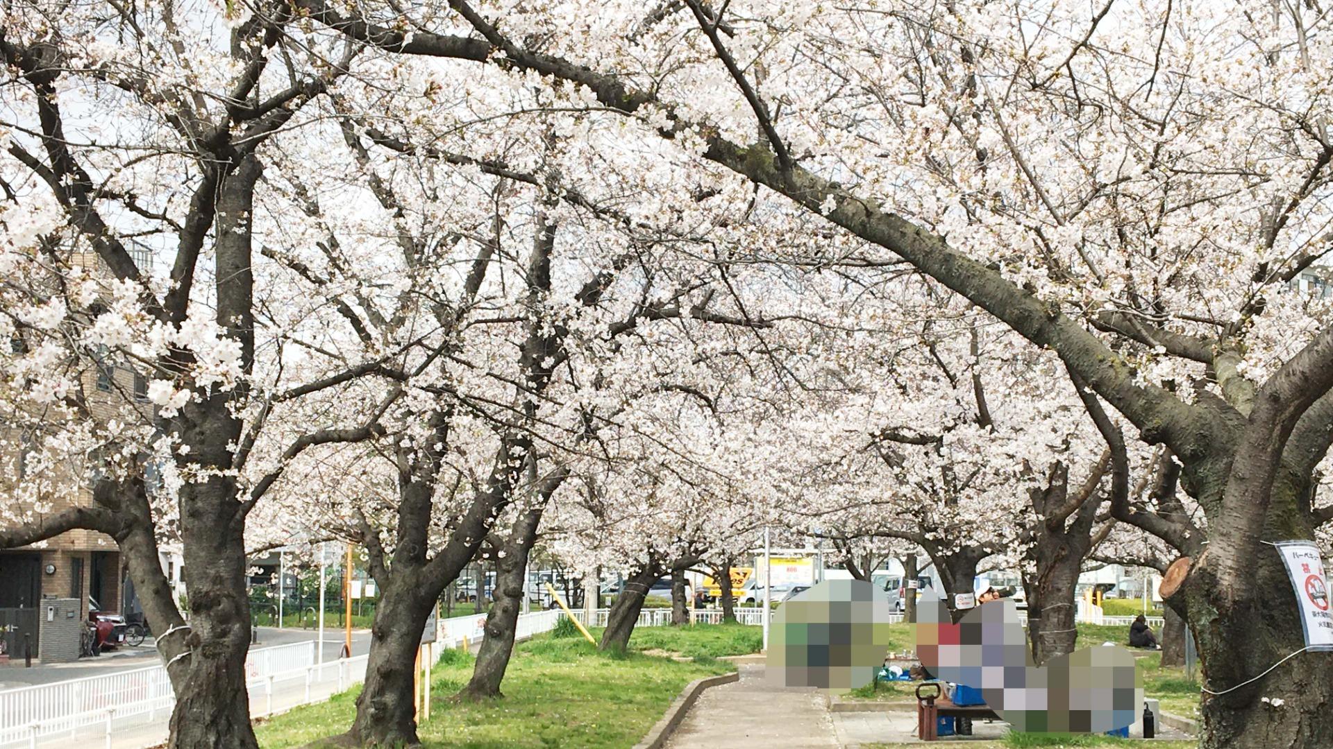 お花見 都立光が丘公園の桜（練馬区） - お花見2025 - ウォーカープラス