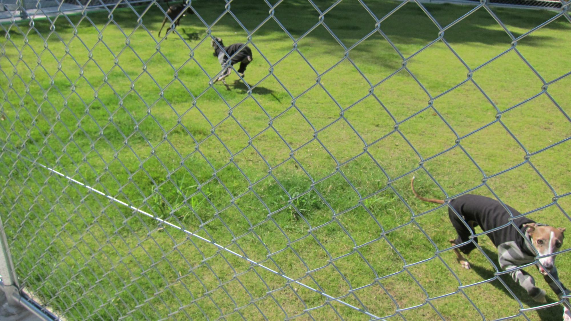 元気に遊ぶわんちゃんたち