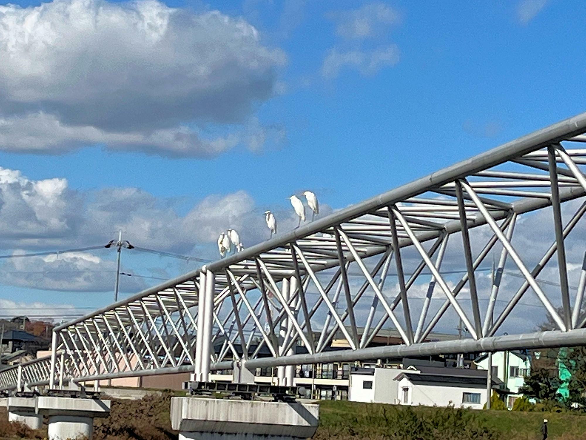 石川サイクル橋の近くにて撮影したコサギたち