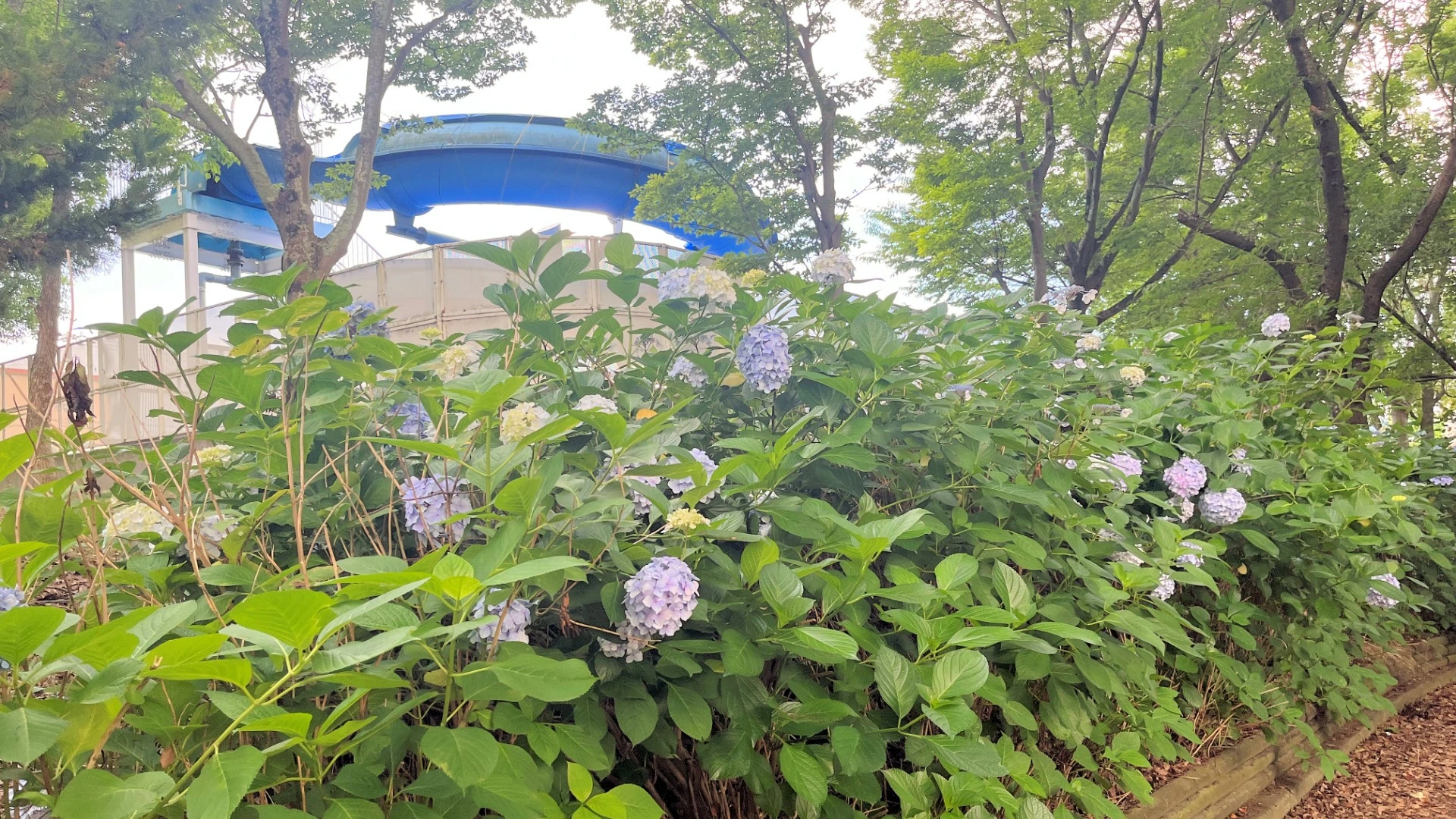 河内長野市】この夏ついにプールが復活オープン！夏を前に、寺ヶ池公園