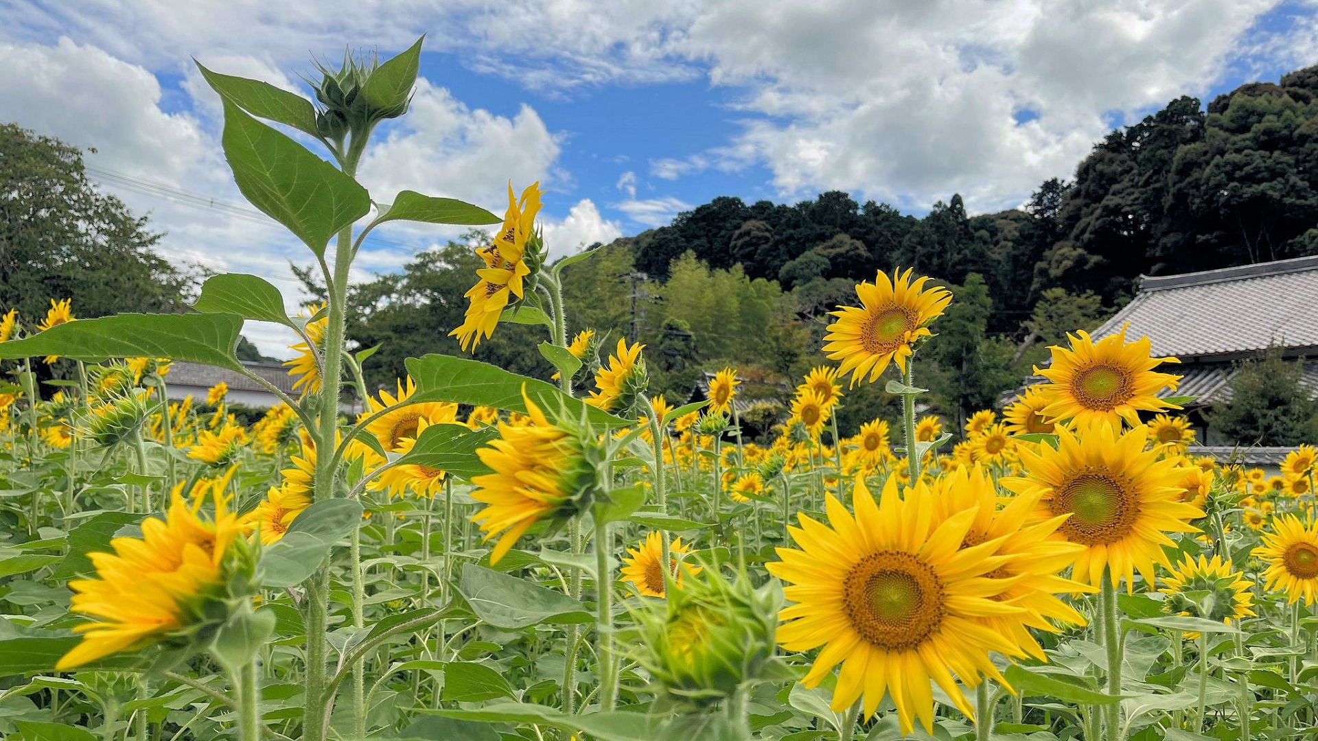 河内長野市】真夏にふさわしい大輪の花が満開！天野山金剛寺門前の