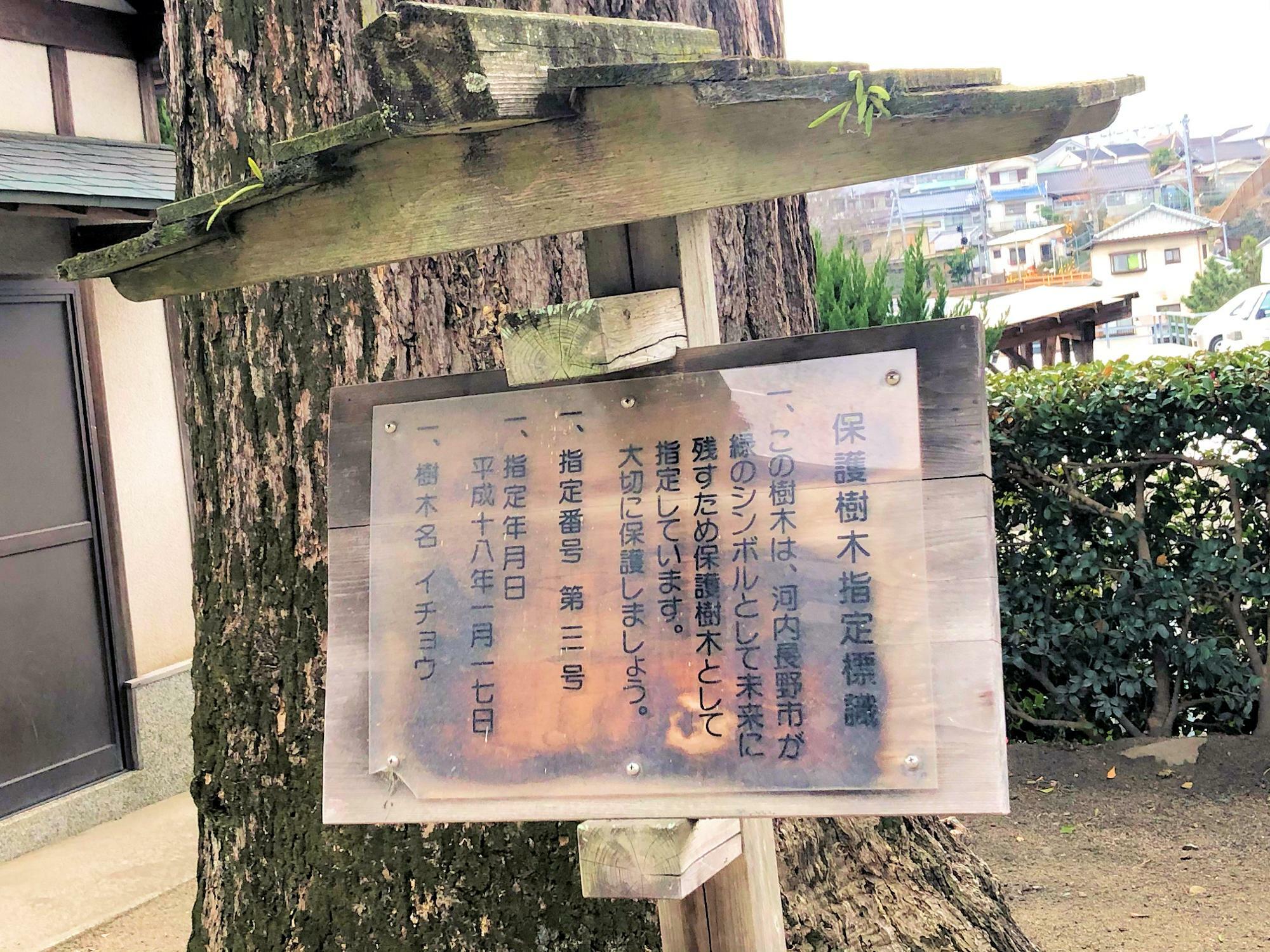 河内長野市の保護樹木に指定されている　長野神社のイチョウ