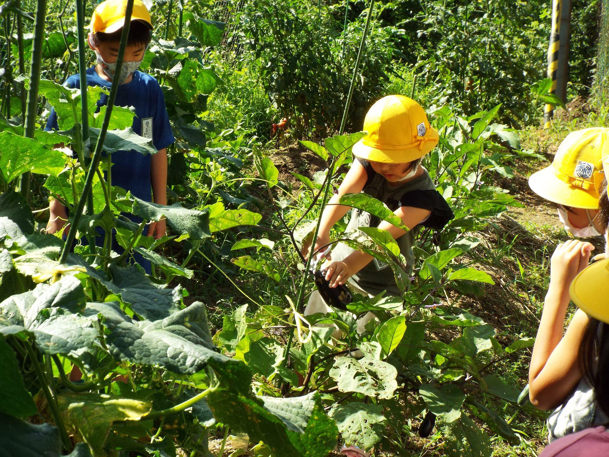 野菜収穫体験　画像提供：天見小学校