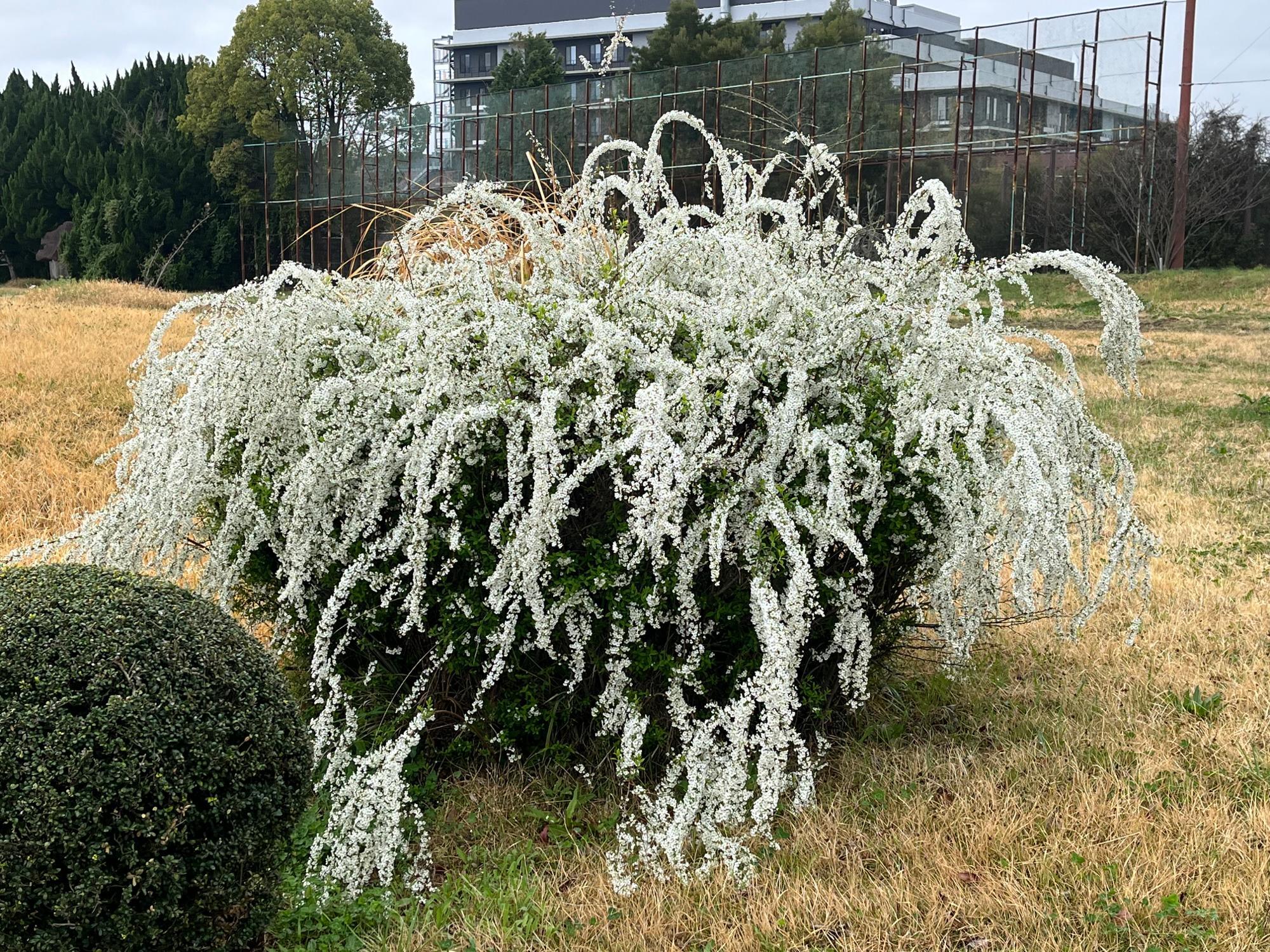 桜だけではありません、雪柳もきれいでした