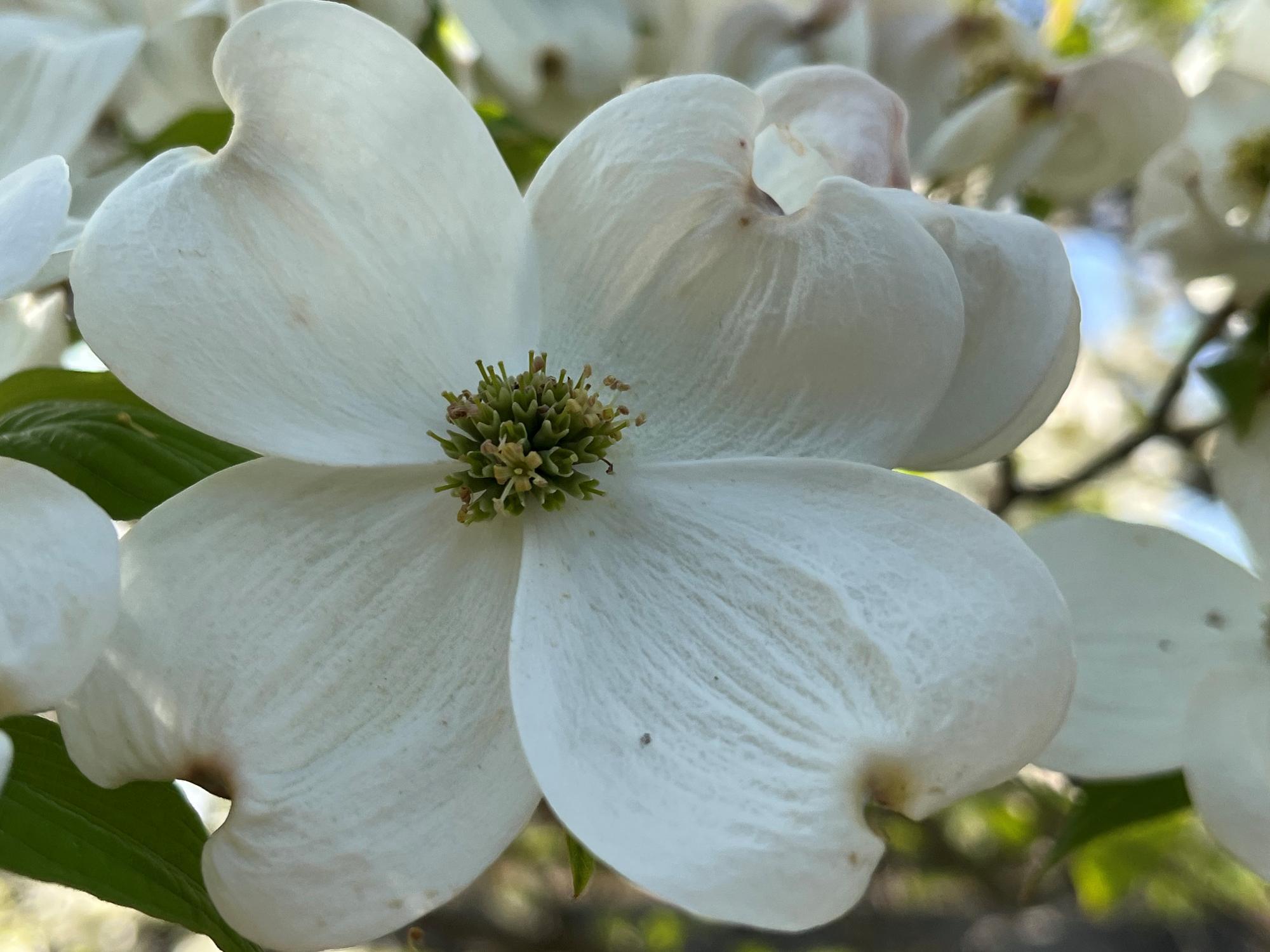 参考画像：ハナミヅキの花は緑の部分