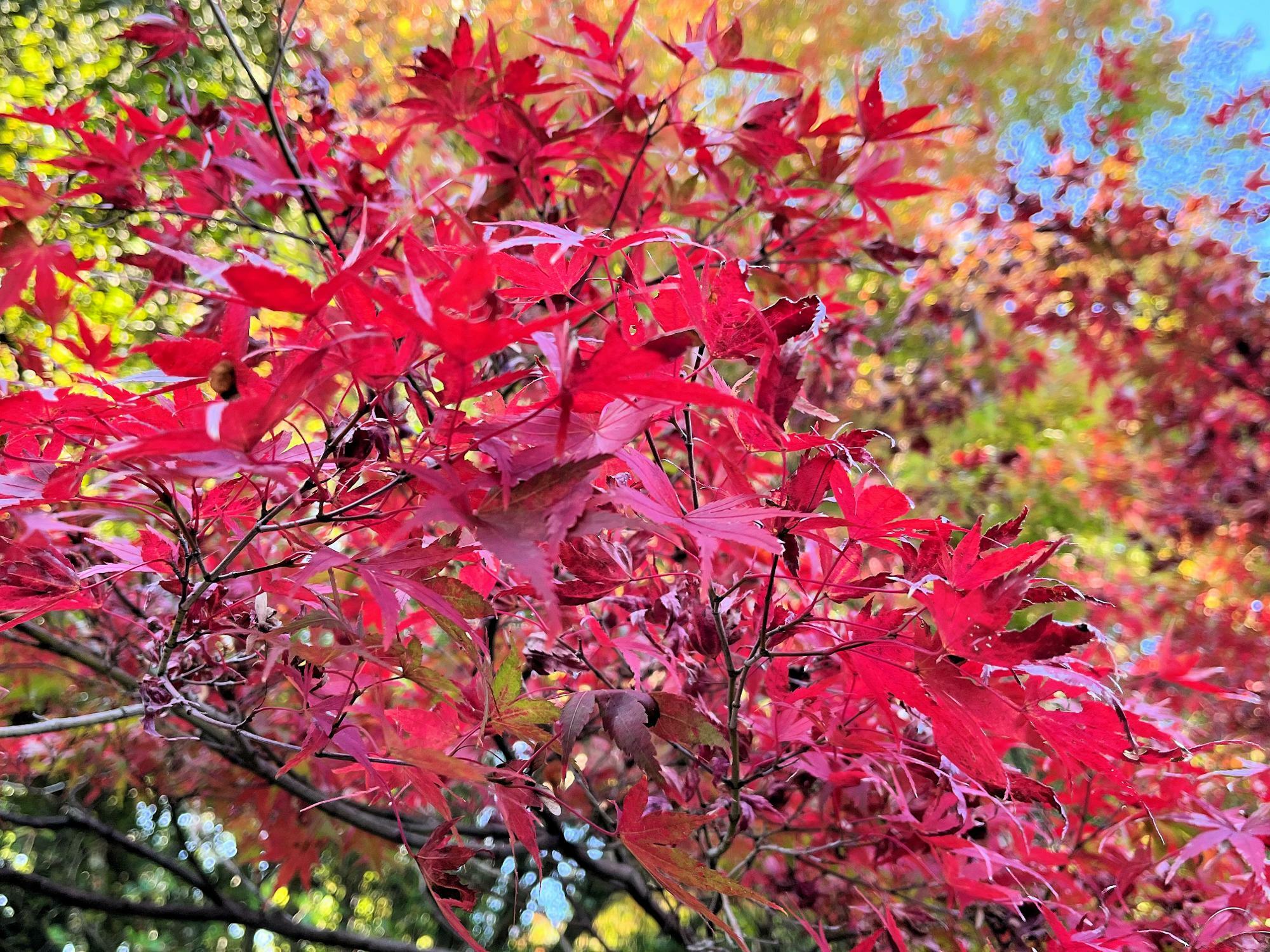 以前撮影した龍泉寺庭園の紅葉