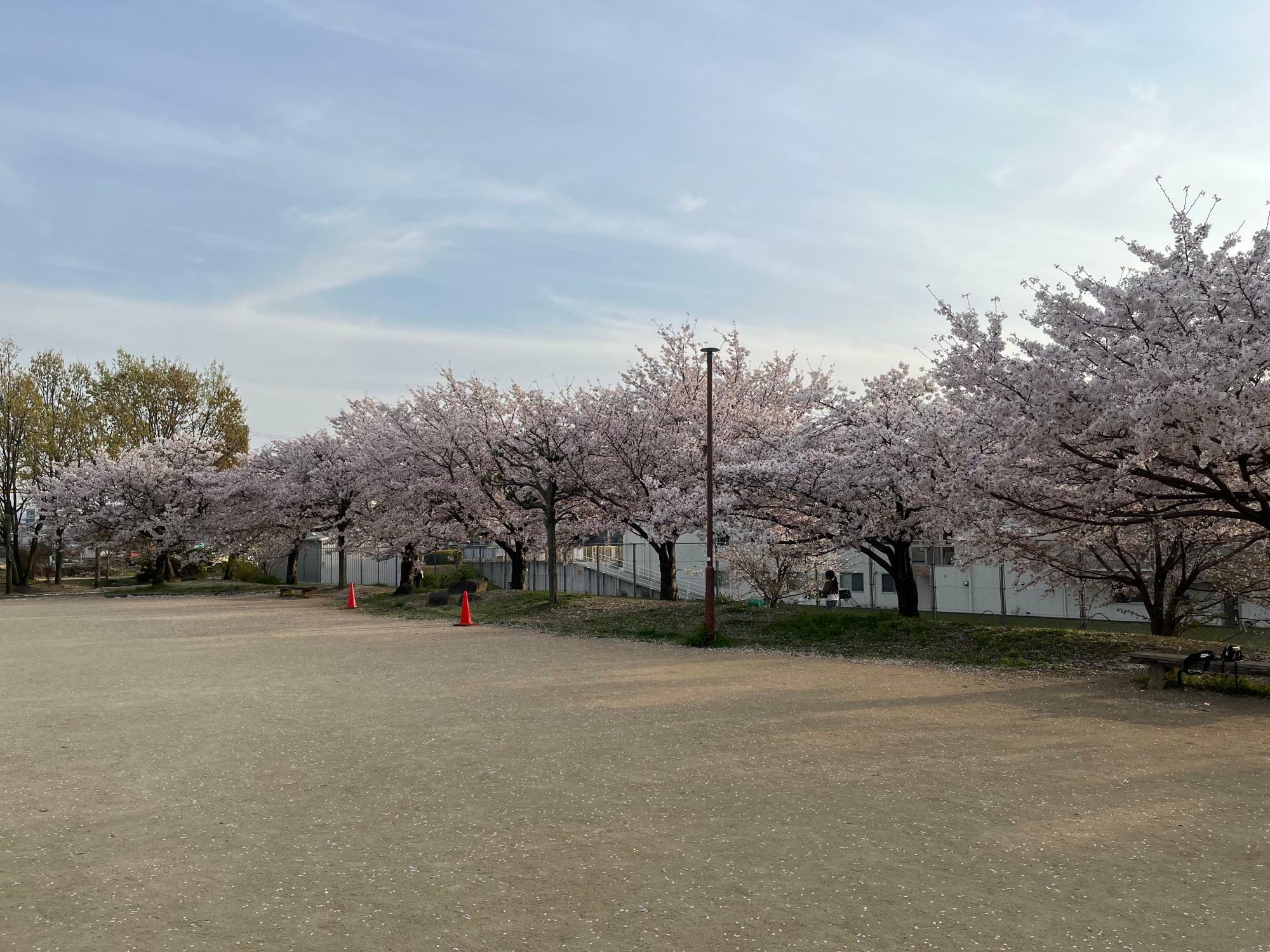 昨年の3月に撮影した鳴尾公園