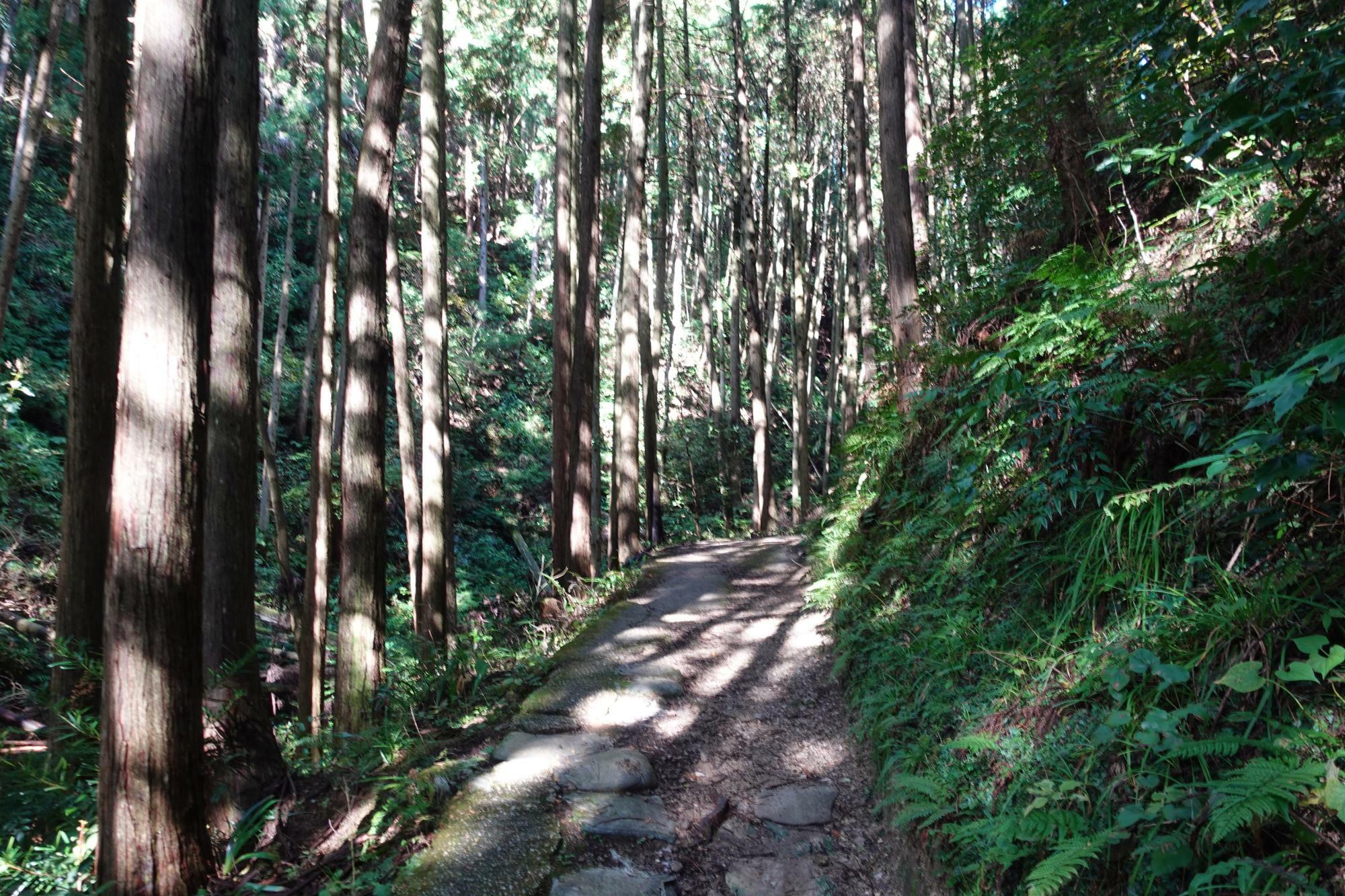 千早口駅・岩瀬側から里山わびすけ、美加の台方面に続いている山の中の道