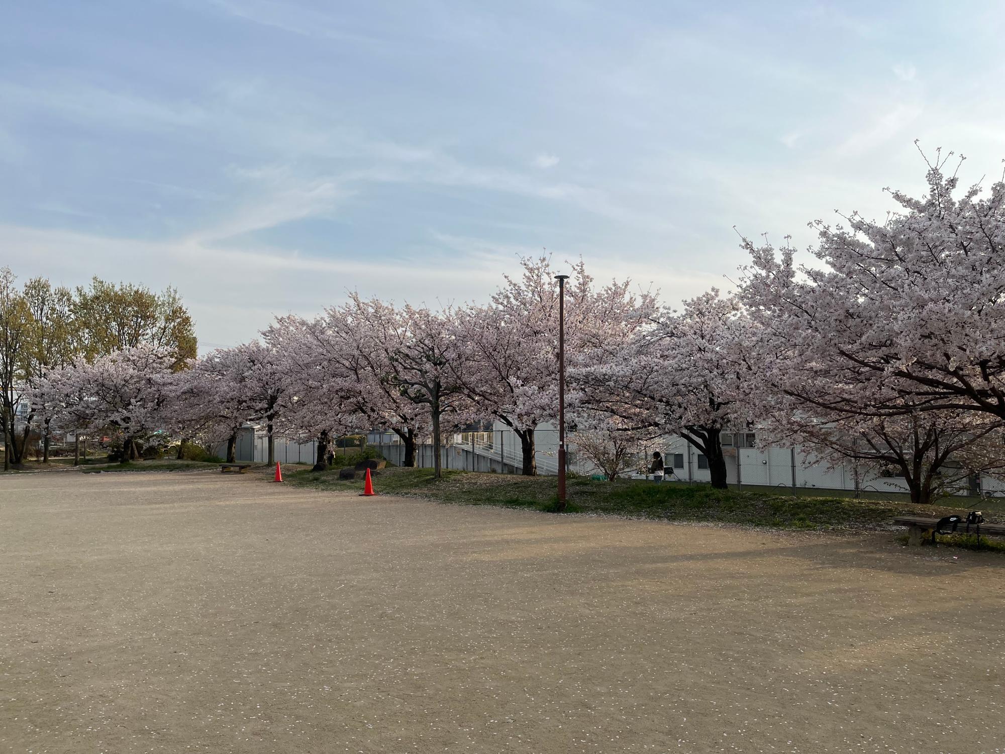 桜の咲くころに撮影