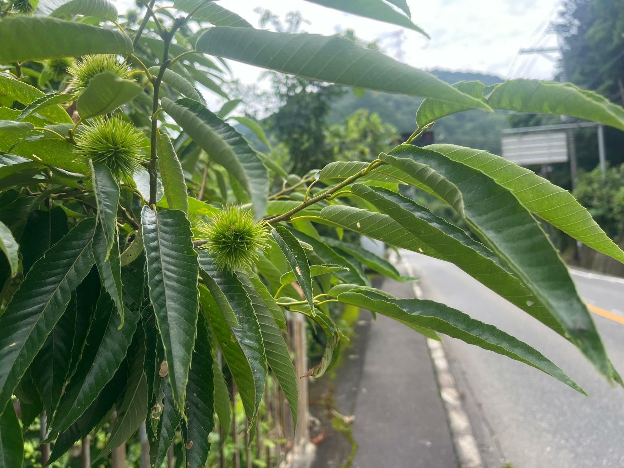 早くも秋の味覚の栗ができつつあります