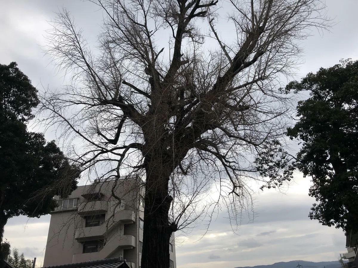 過去に撮影した大イチョウ