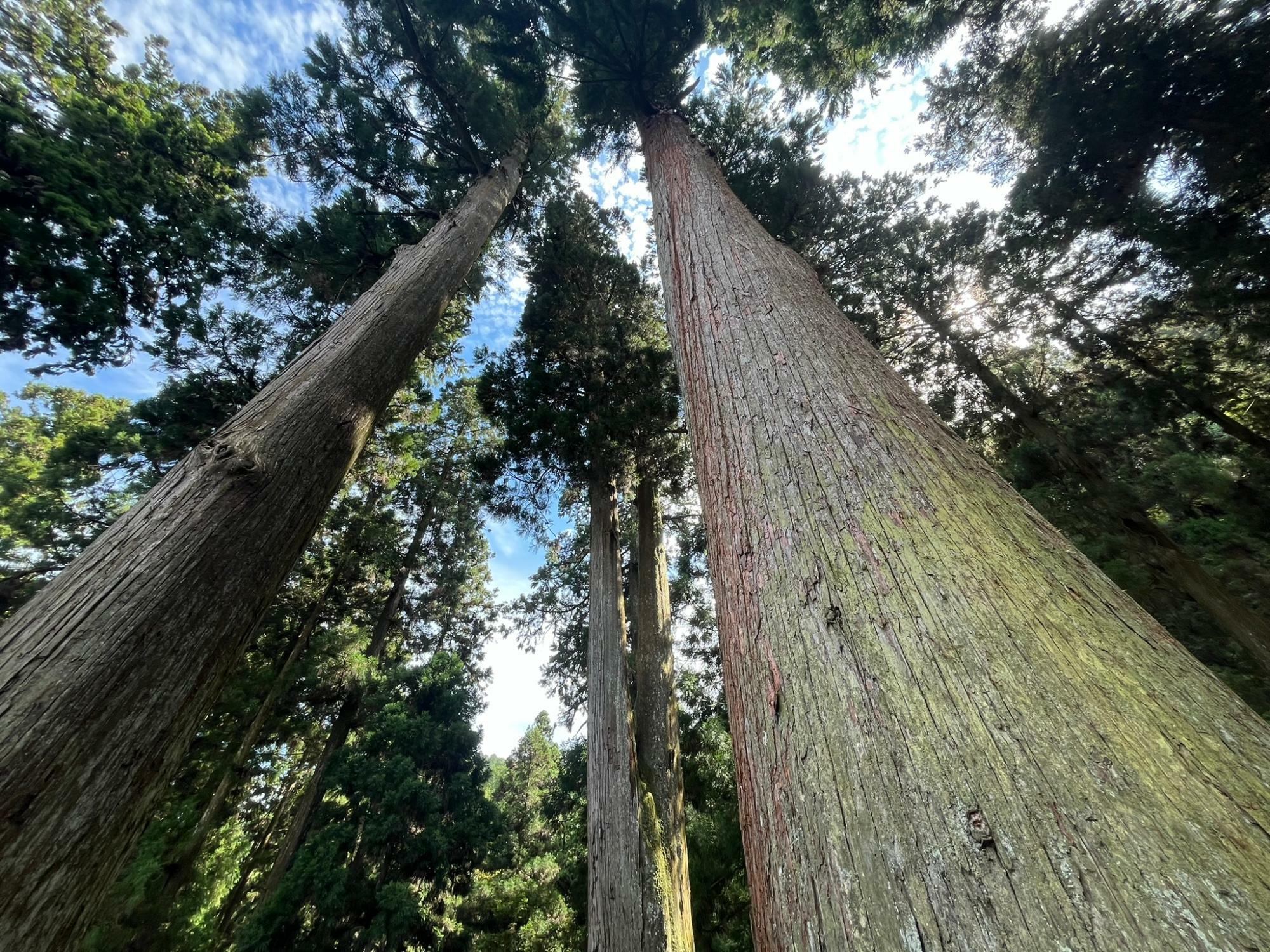 樹齢400年とされる岩湧寺にある杉の巨木