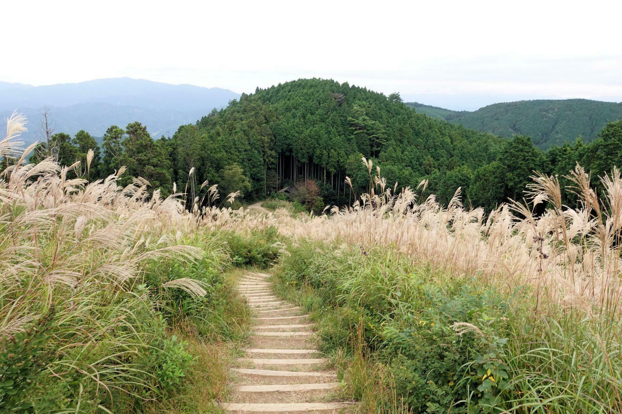 秋の岩湧山