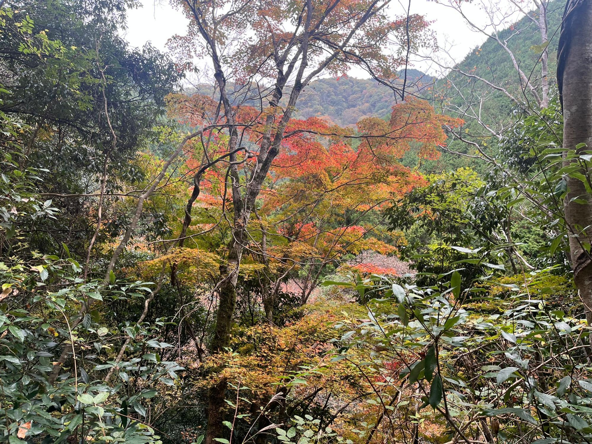 11月下旬の滝畑。モミジがまだ赤く染まりきっていない