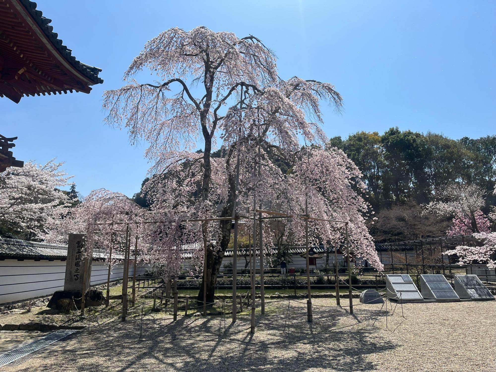 今年の春に撮影