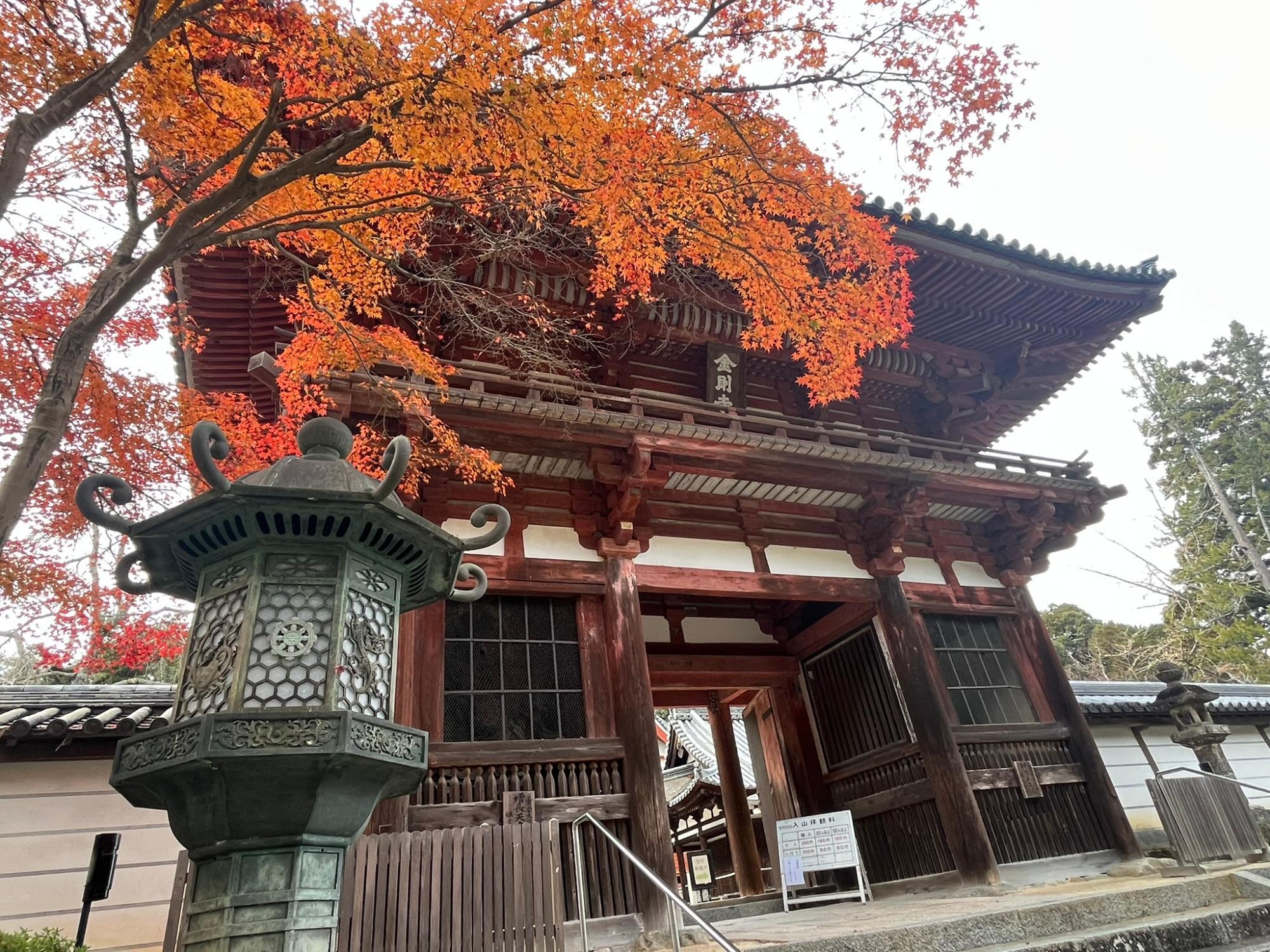 天野山金剛寺に訪問した12月中旬はまだ紅葉が美しかったです