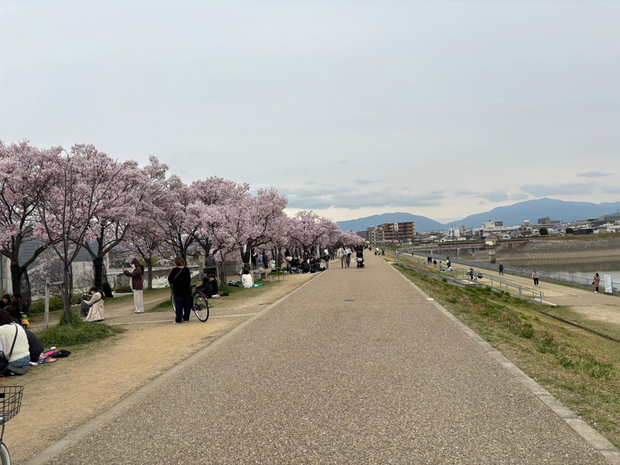 狭山池公園の花見・桜情報【2025】｜ウェザーニュース