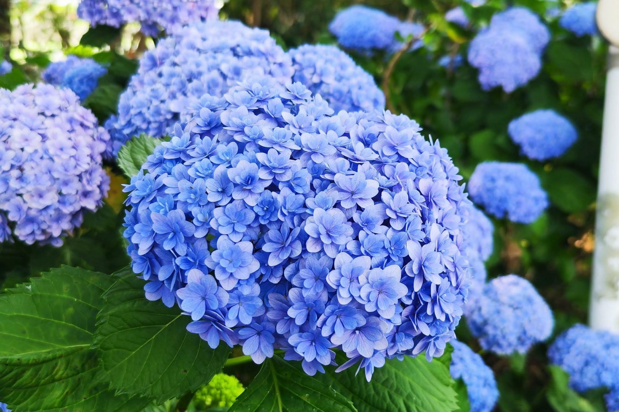 定番の青く丸い花 紫陽花といえばこれ