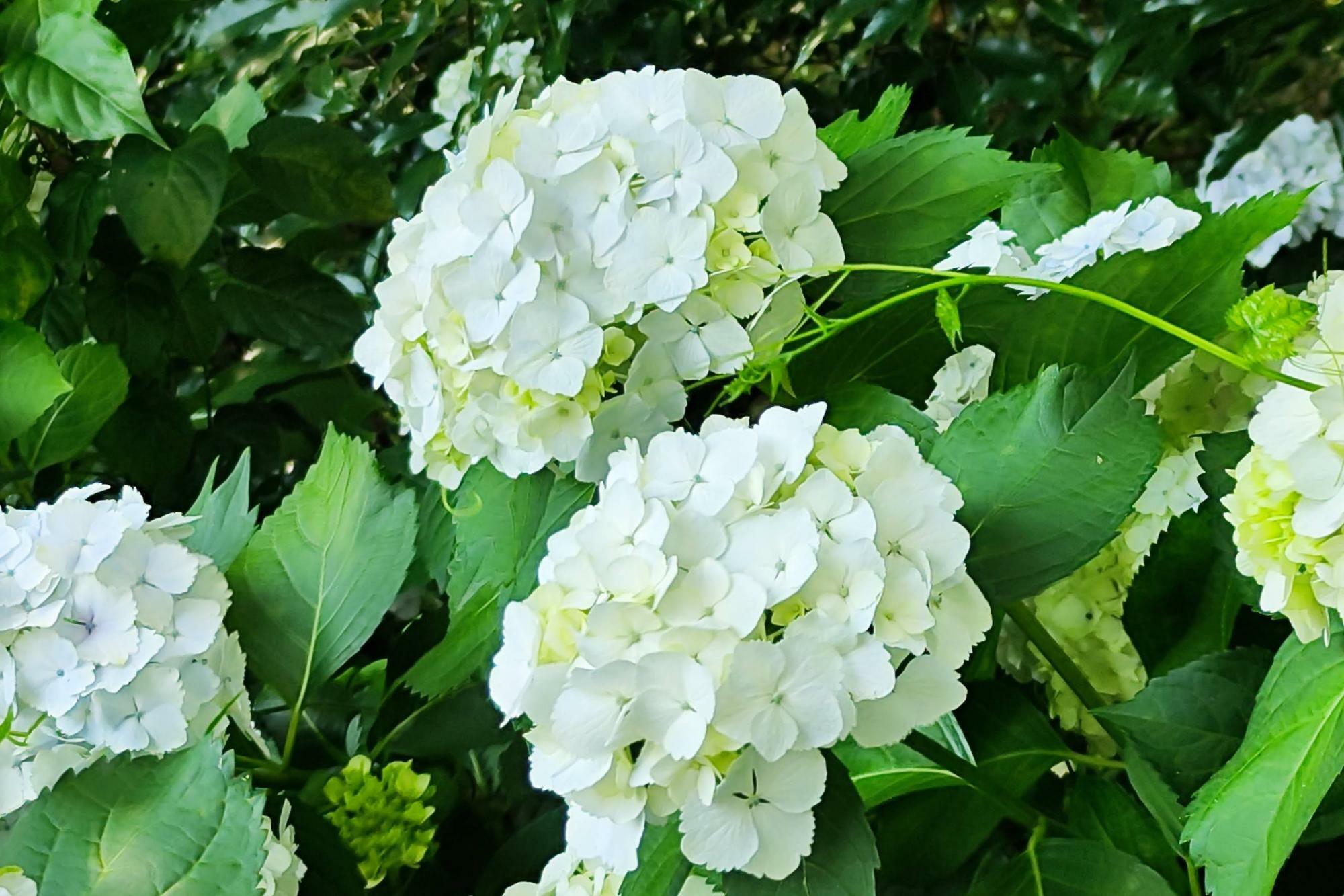 白い花もまた良いものです