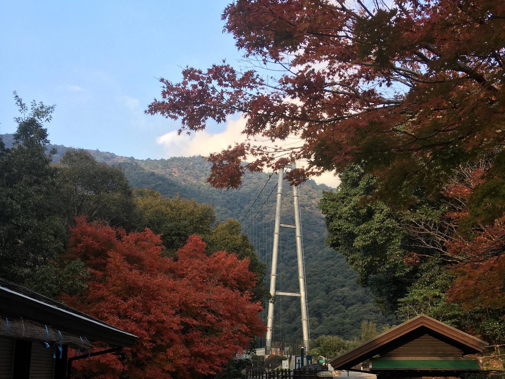 照葉大吊橋 (2019年12月9日撮影)