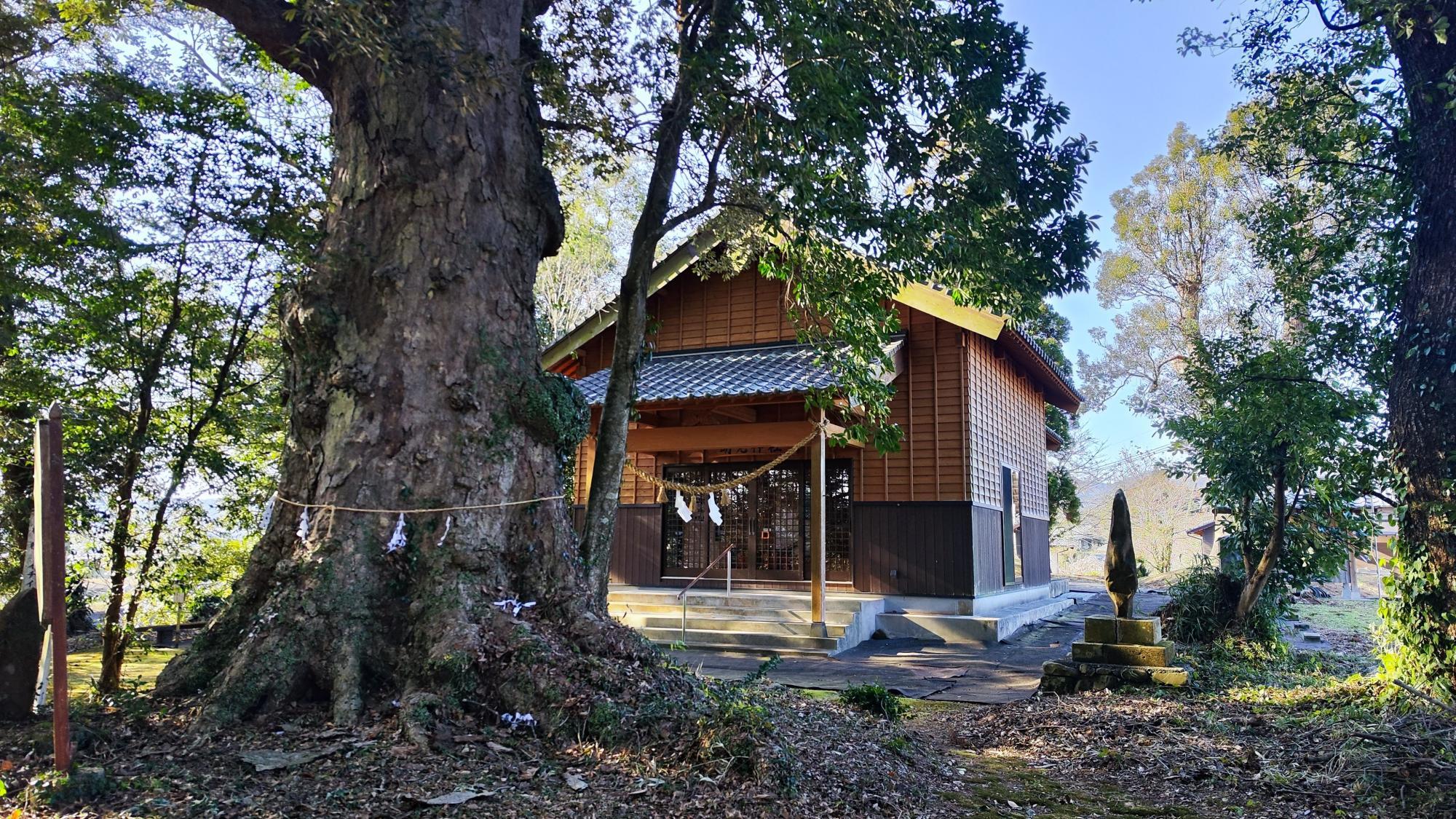 明見神社拝殿と町指定天然記念物のご神木、イチイガシ