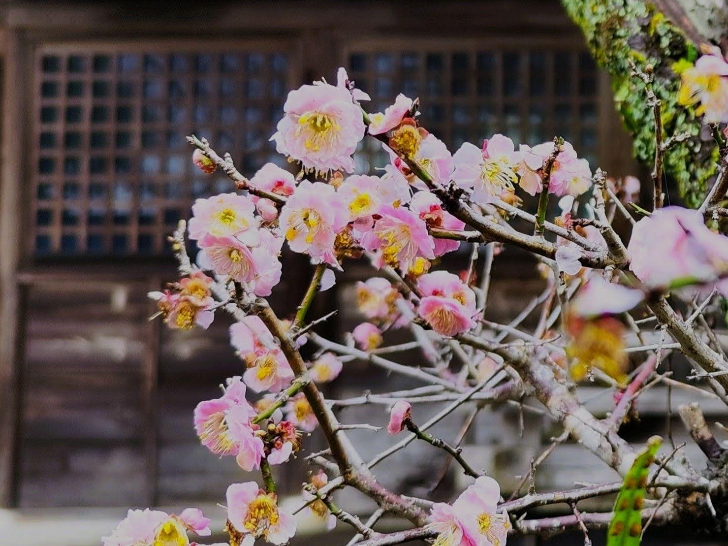 綾町】梅は咲いたか？春の花求めて散策：梅・桜・桃の違いとは