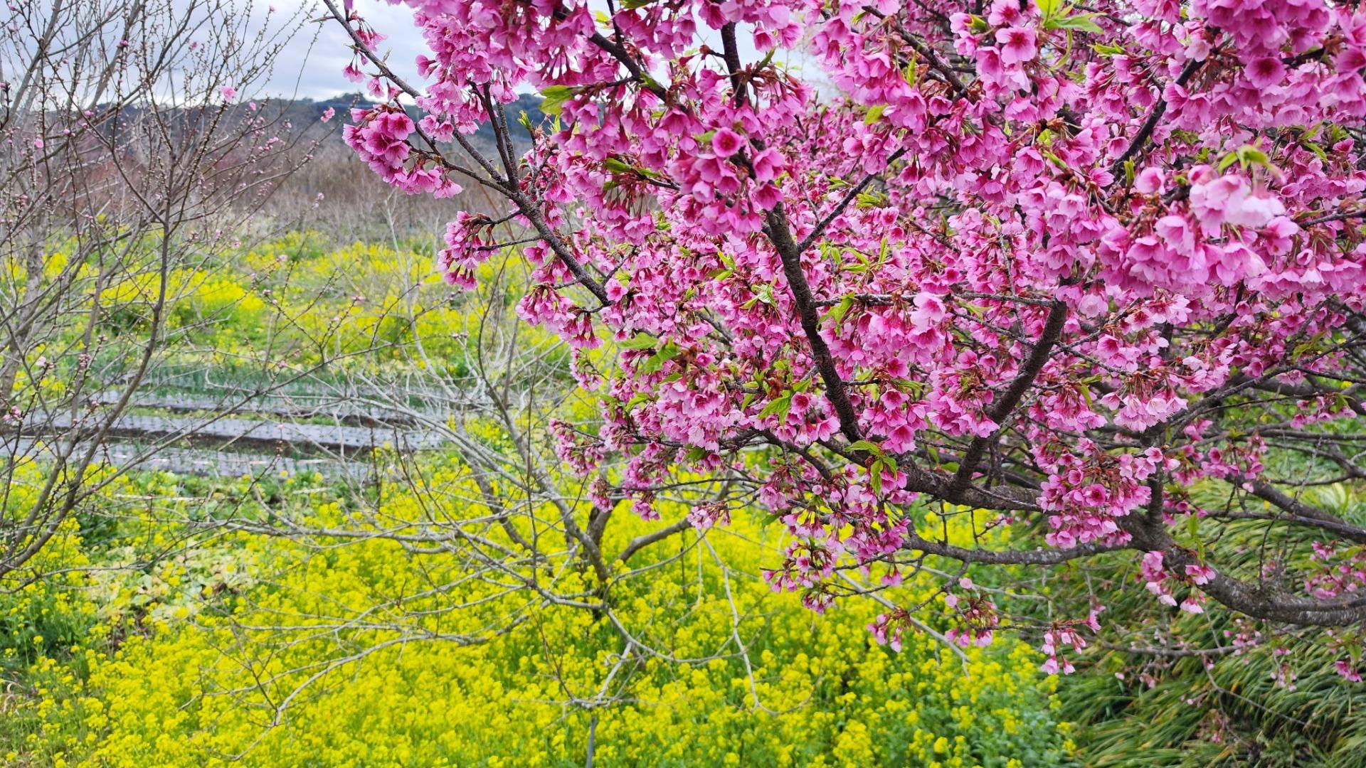 茶碗　春三花　梅桃桜 199654089-r3.jpg