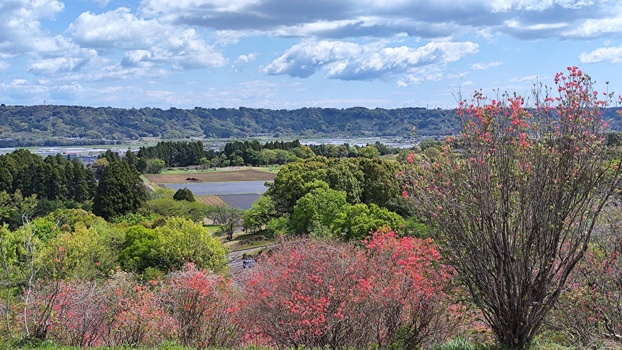 山取 ミツバツツジ ミツバツツジ 山取 0 01 山採りアカマツ