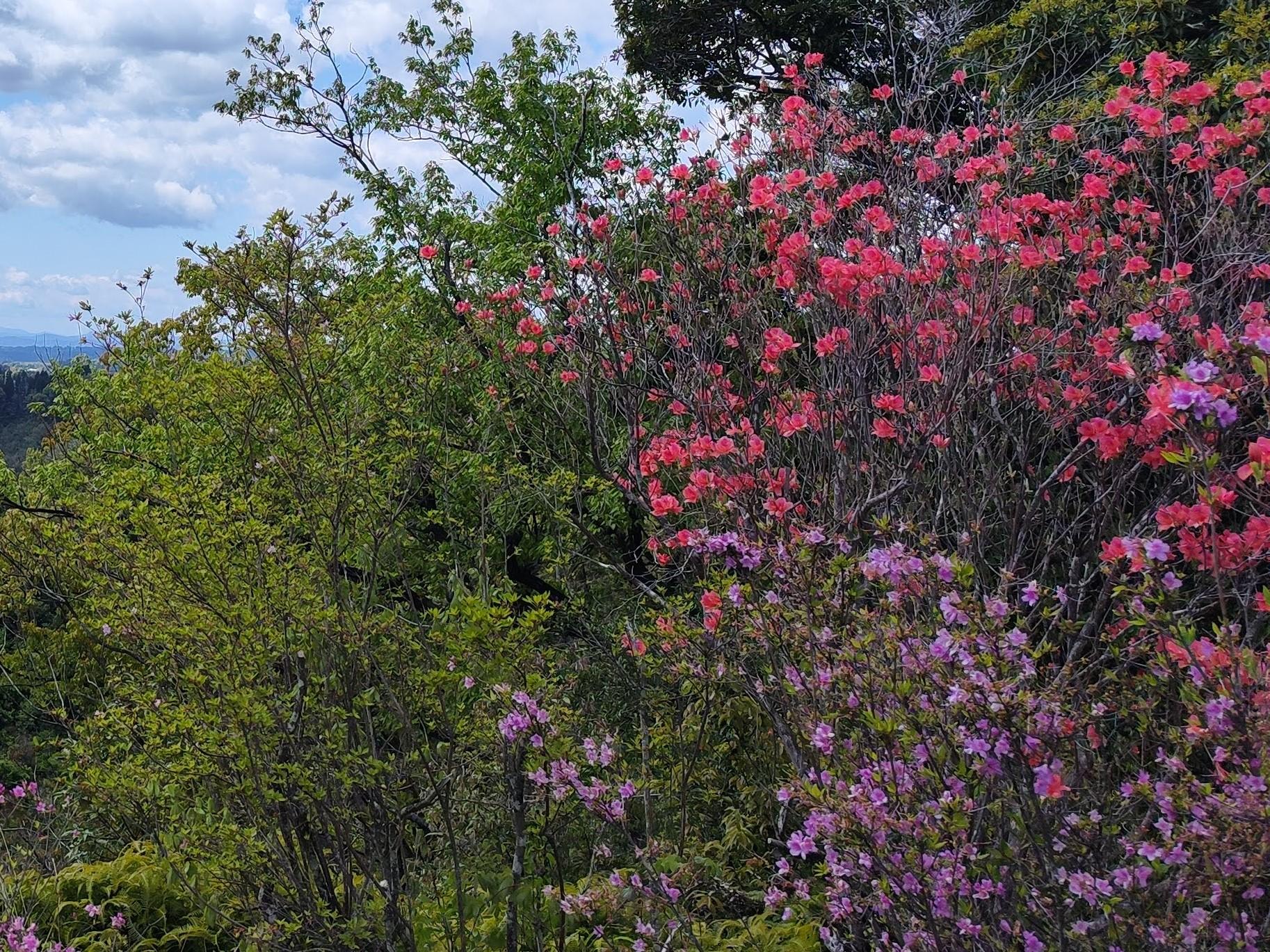 3mもの。奇跡の山採りミツバツツジ。 3mもの。奇跡の山採り