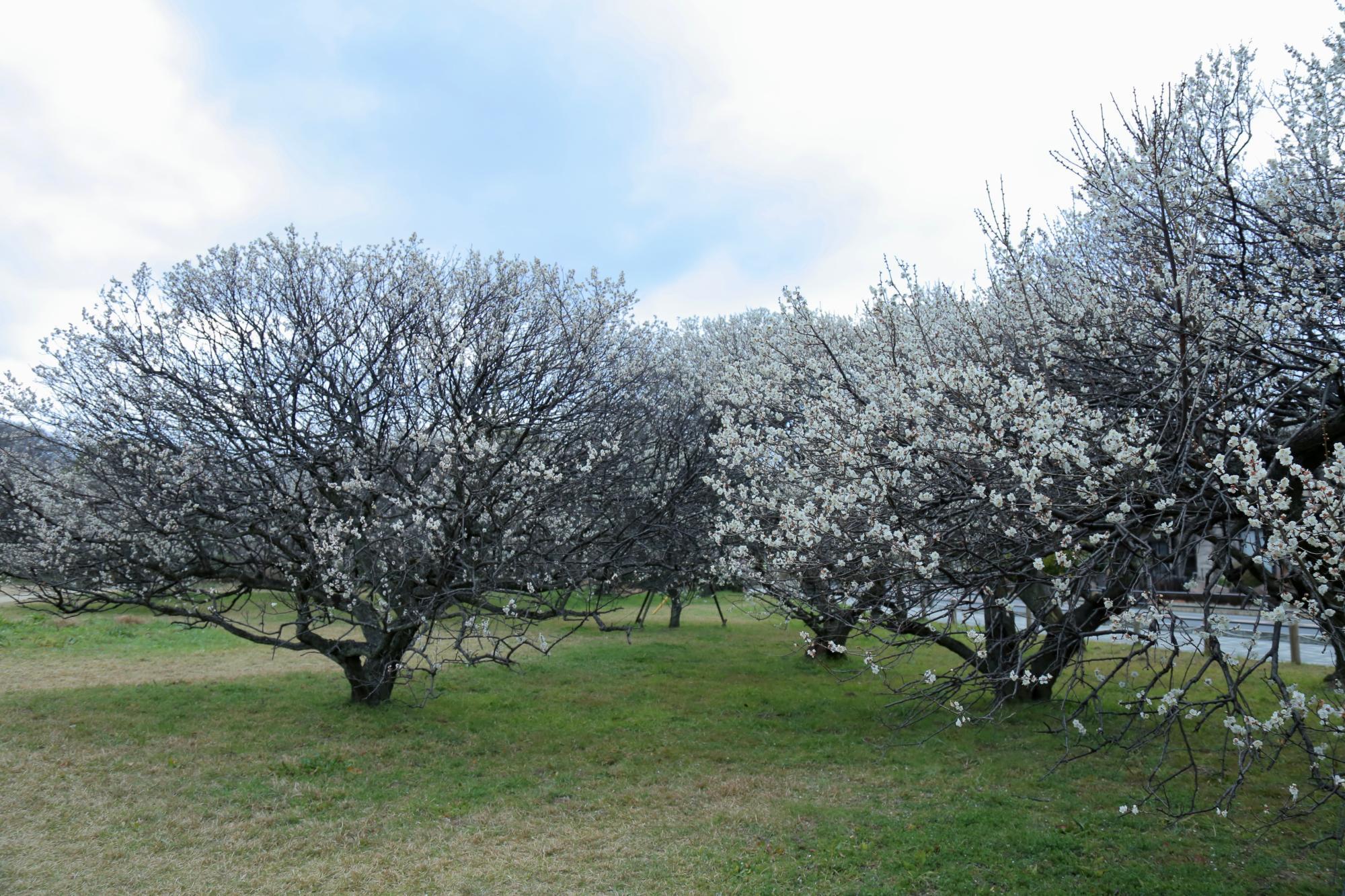 越谷梅林公園 内観3 ※2024年2月17日撮影