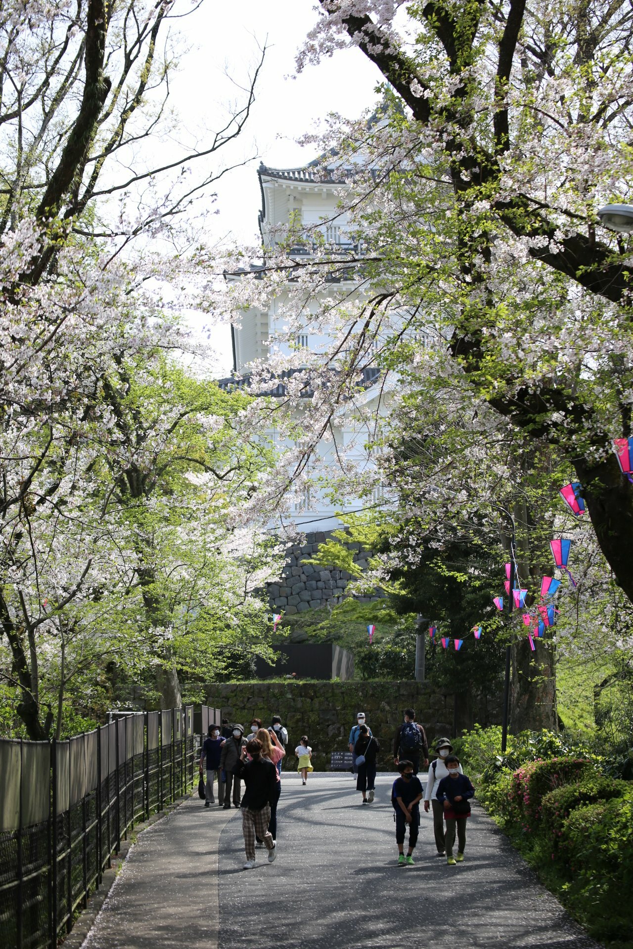坂を上っていくと早速桜とお城のコラボが目に入ってきます