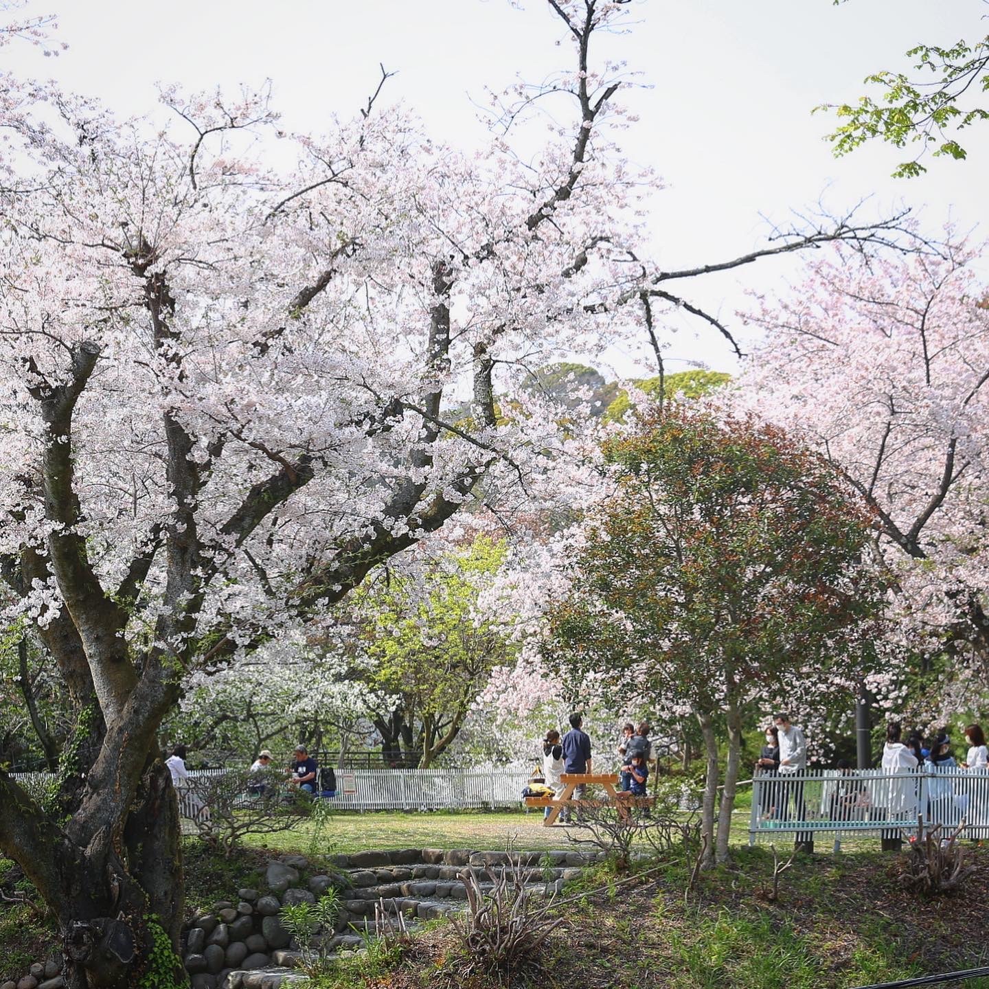 こども遊園地内の桜