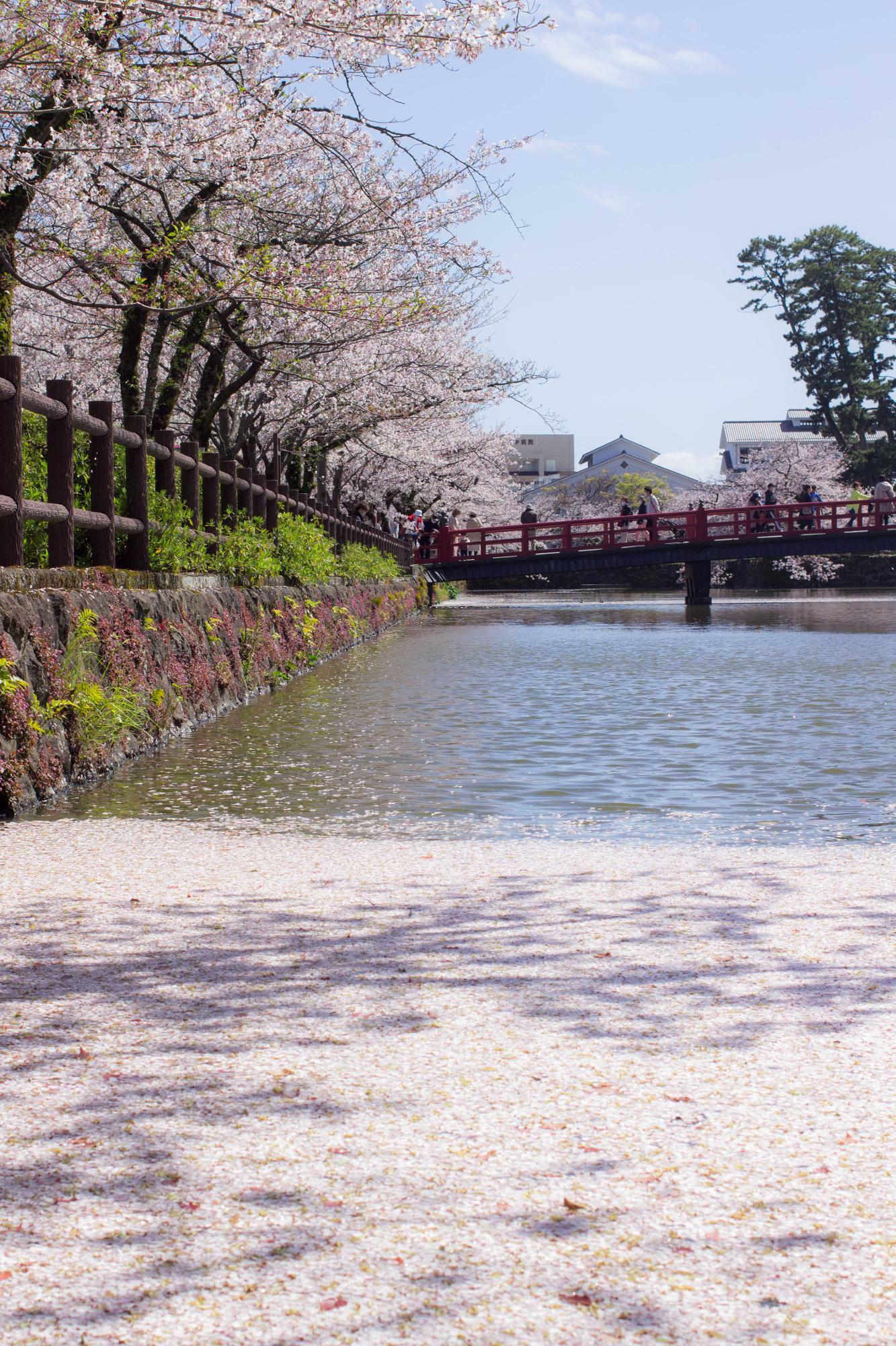 散り際まで美しいお堀の桜