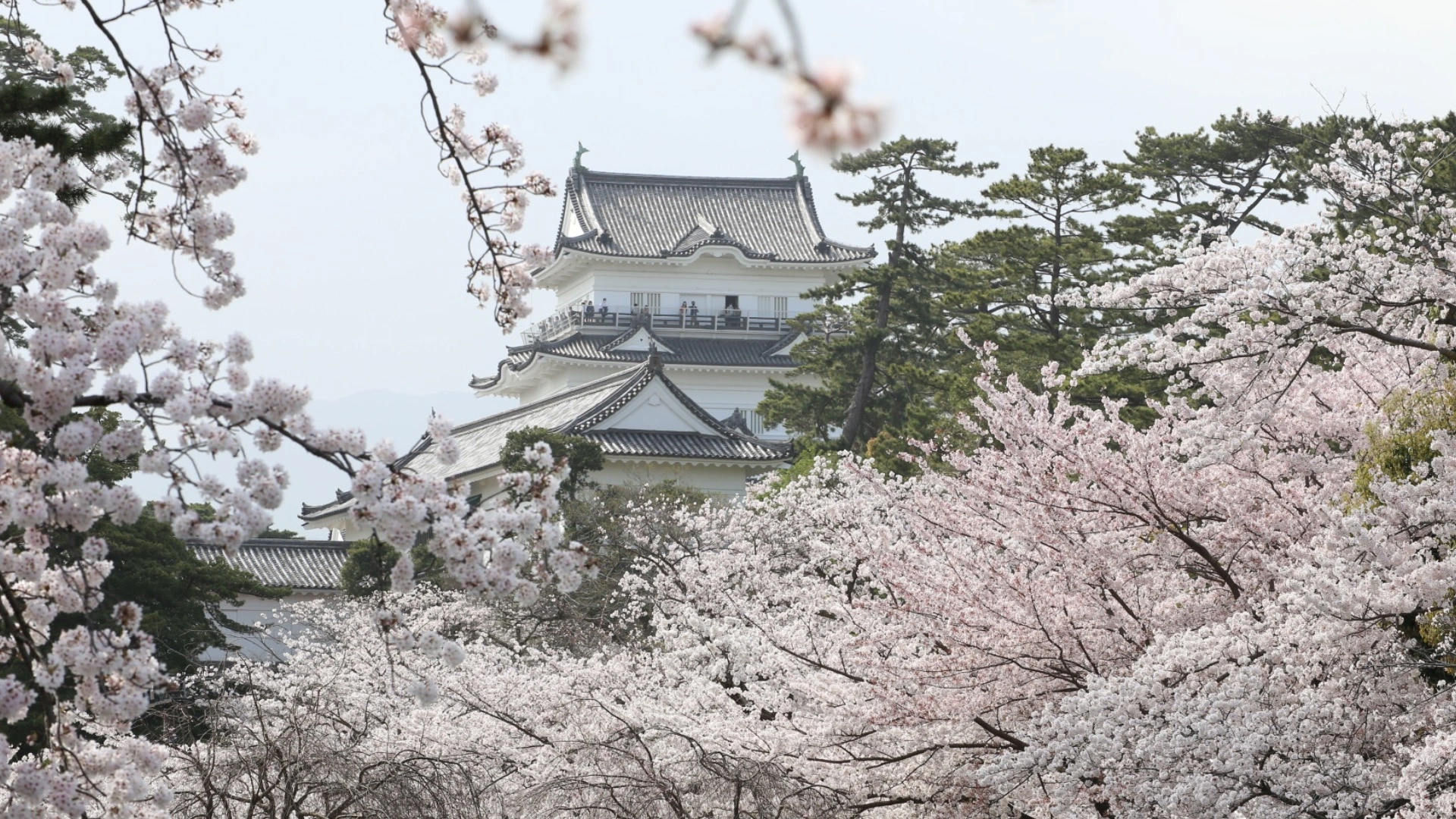 小田原市】桜の季節到来！ 絶対に見逃せない小田原城周辺の桜はこれからが本番（orawada） - エキスパート - Yahoo!ニュース