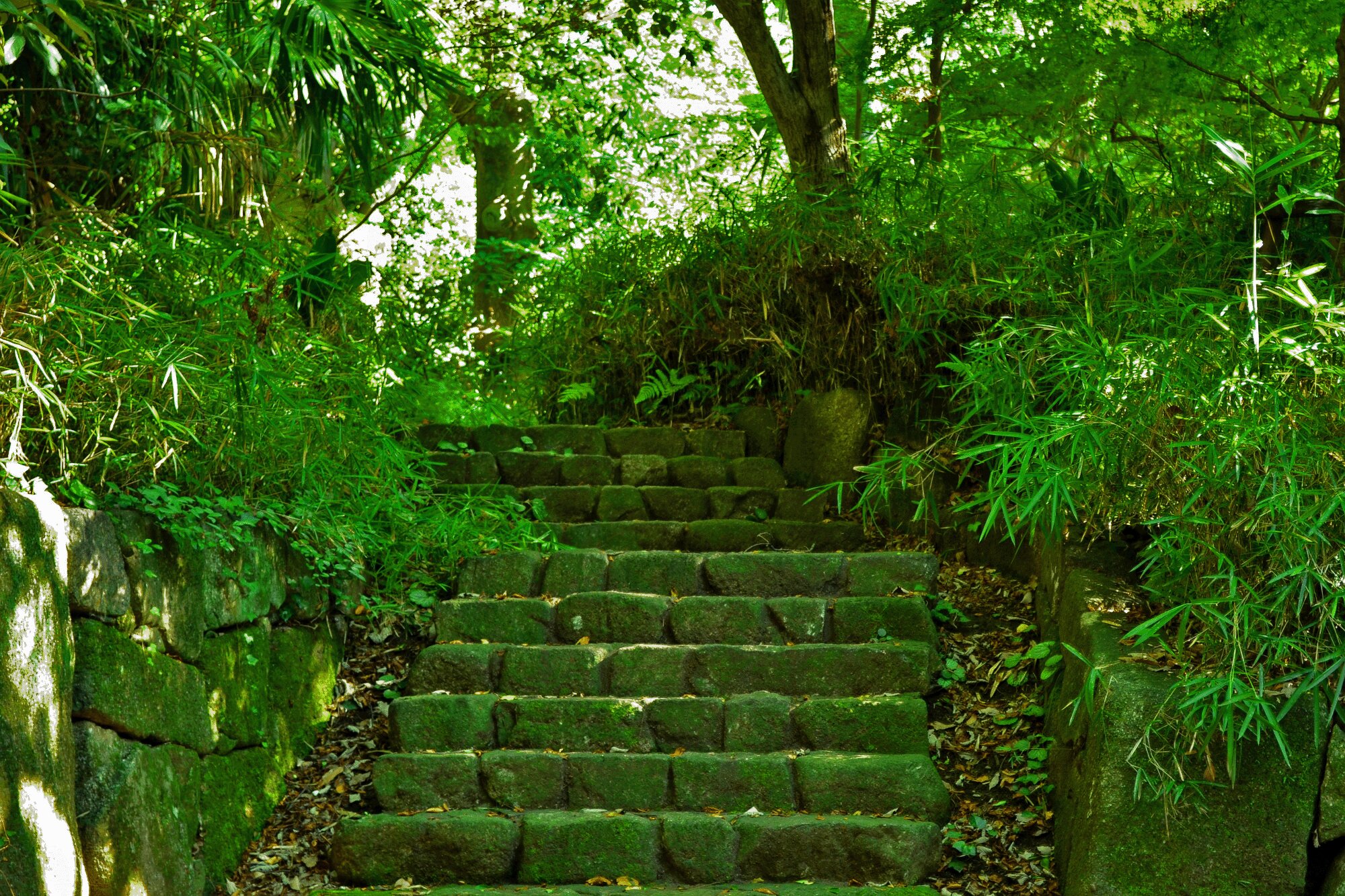 苔の階段