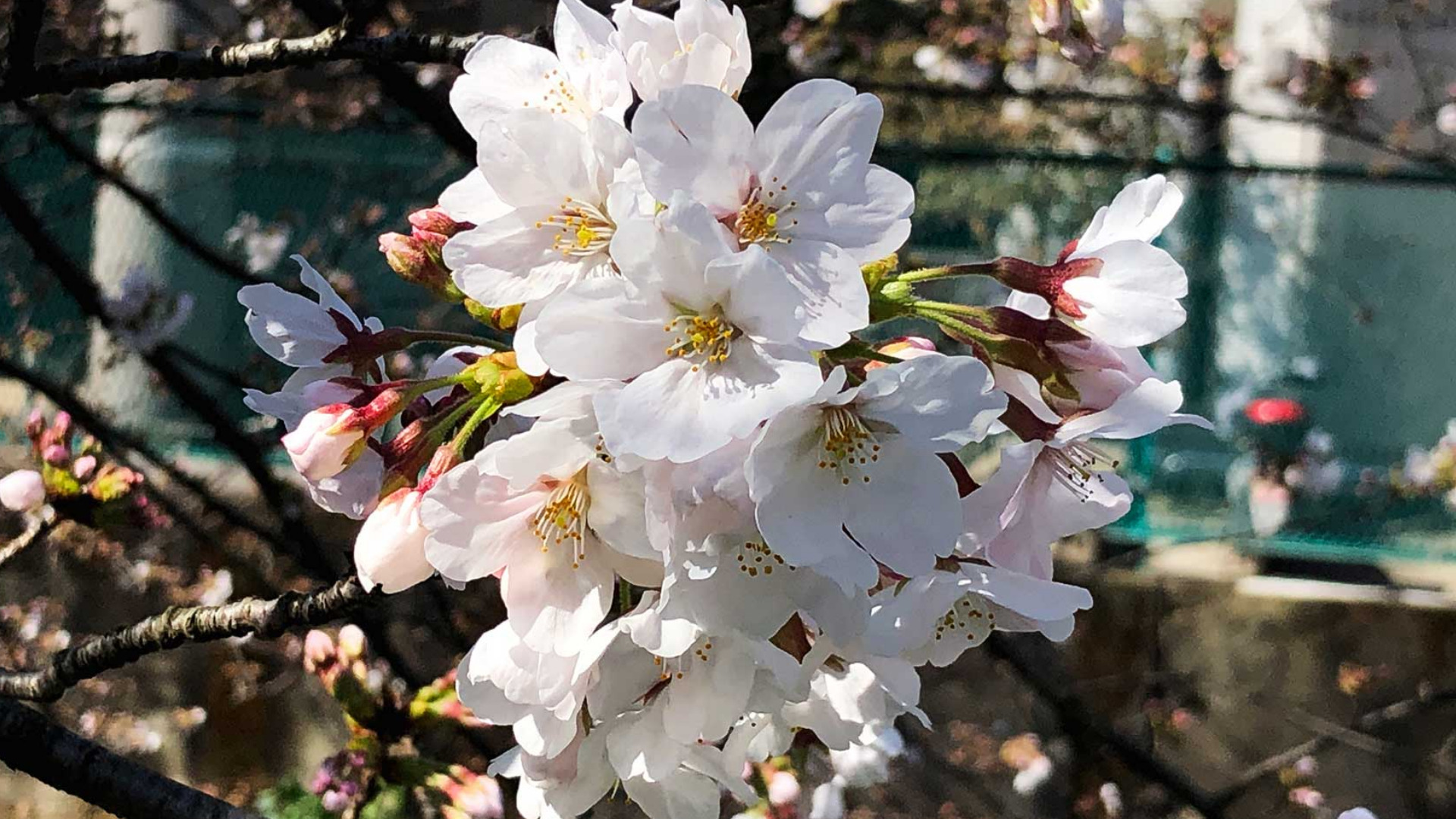 川崎市中原区】かながわ花の名所100選に選ばれた桜の名所、住吉 川崎市中原区】かながわ花の名所100選に選ばれた桜の名所、住吉