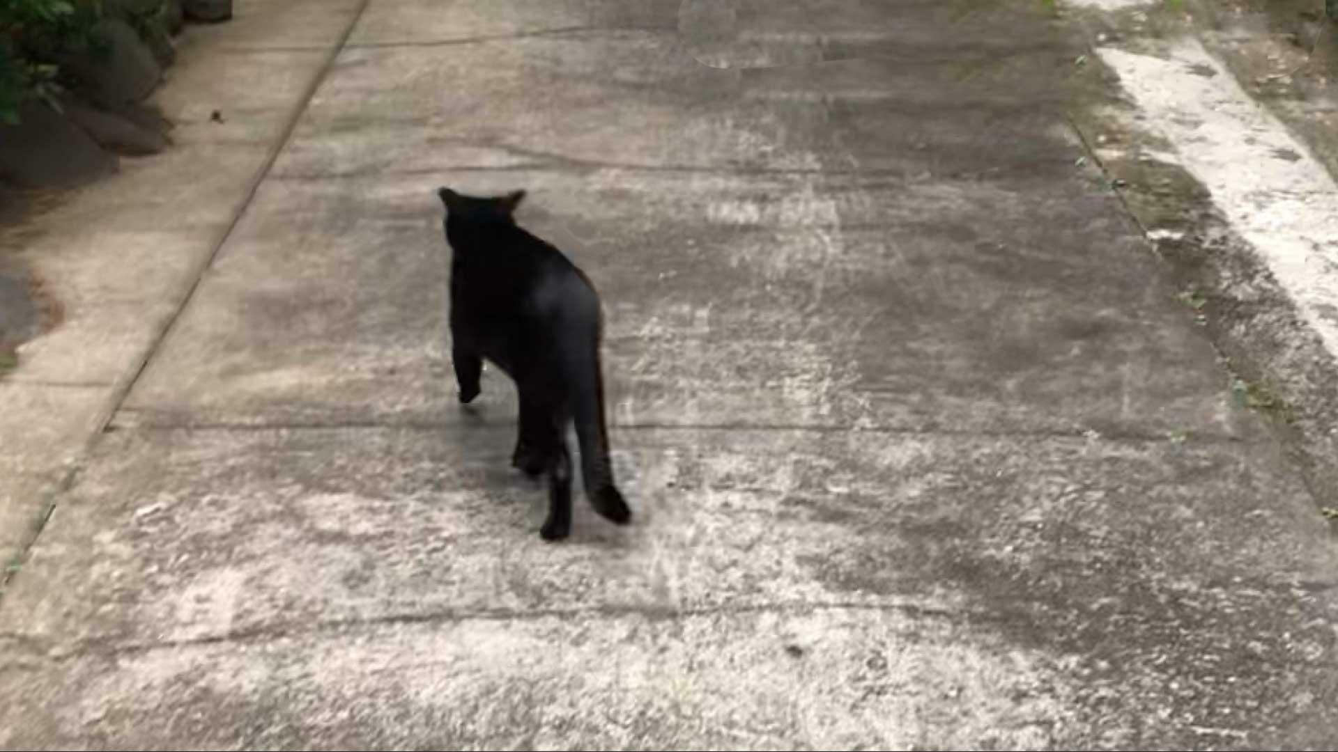 タヌキを追いかける黒猫