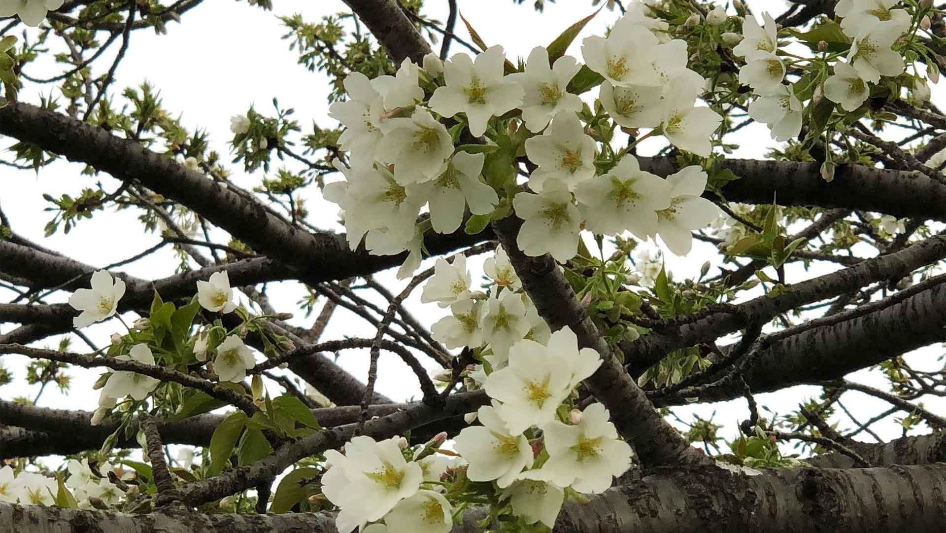 白い花が咲く大島桜／多摩川