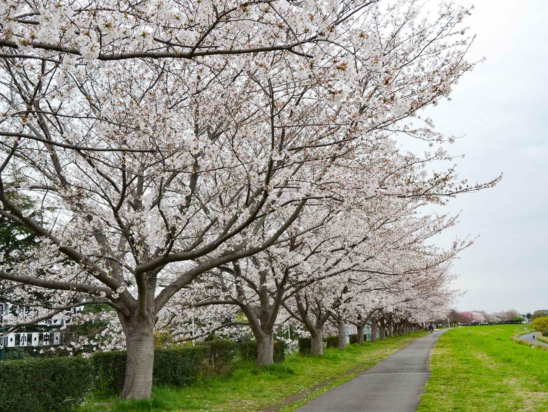 ソメイヨシノと遠くに見える他の品種の桜／多摩川