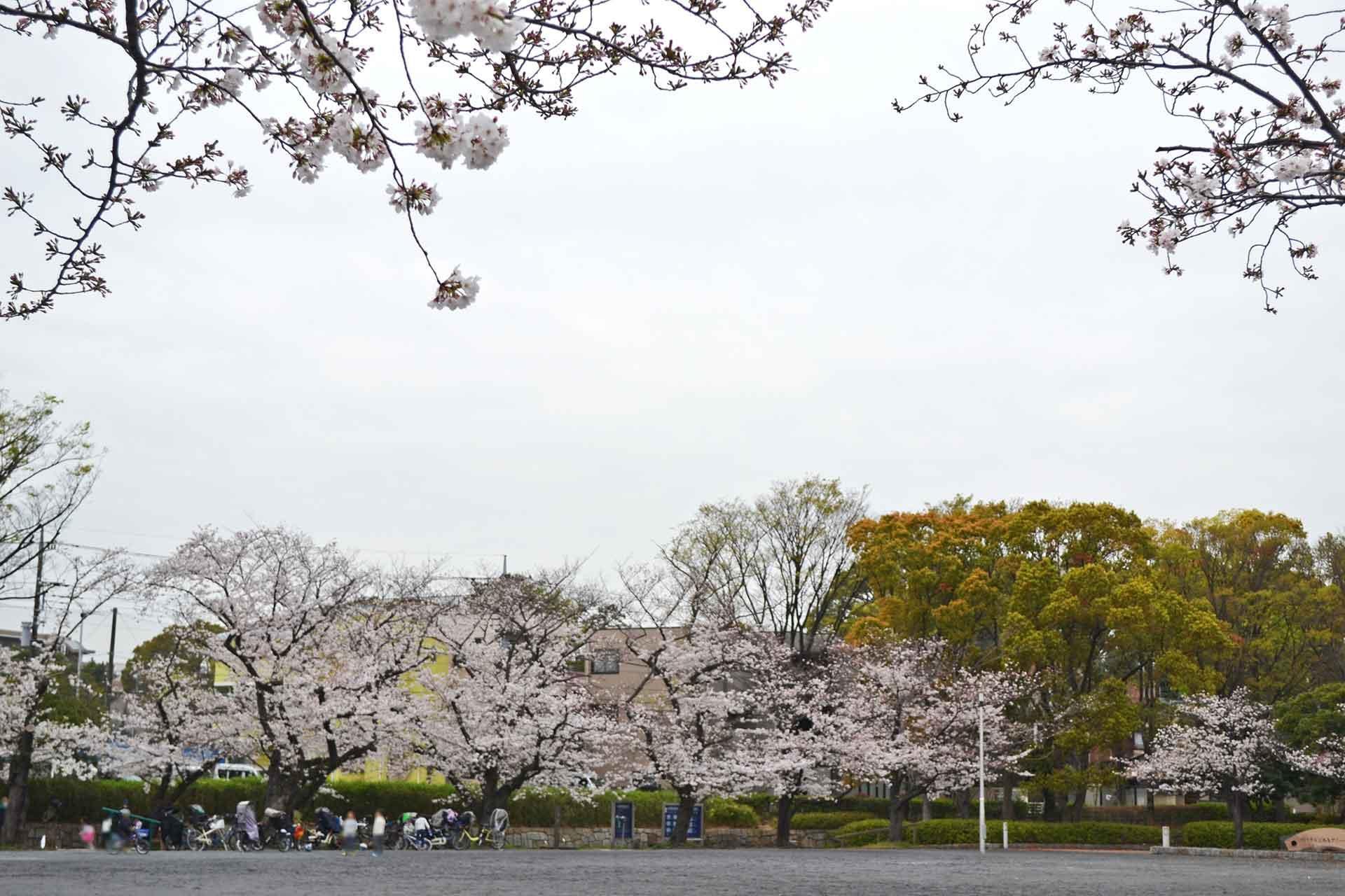 ソメイヨシノ／等々力緑地