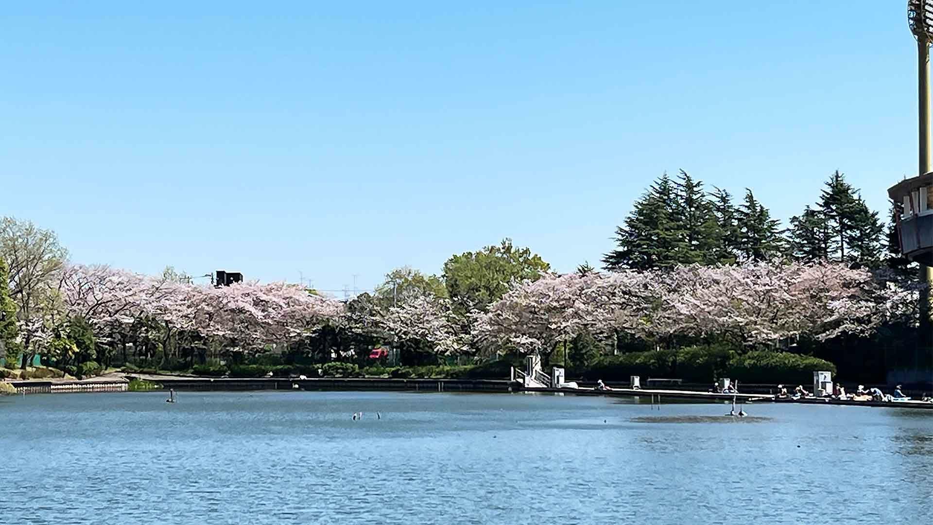 4月10日の桜／等々力緑地釣池