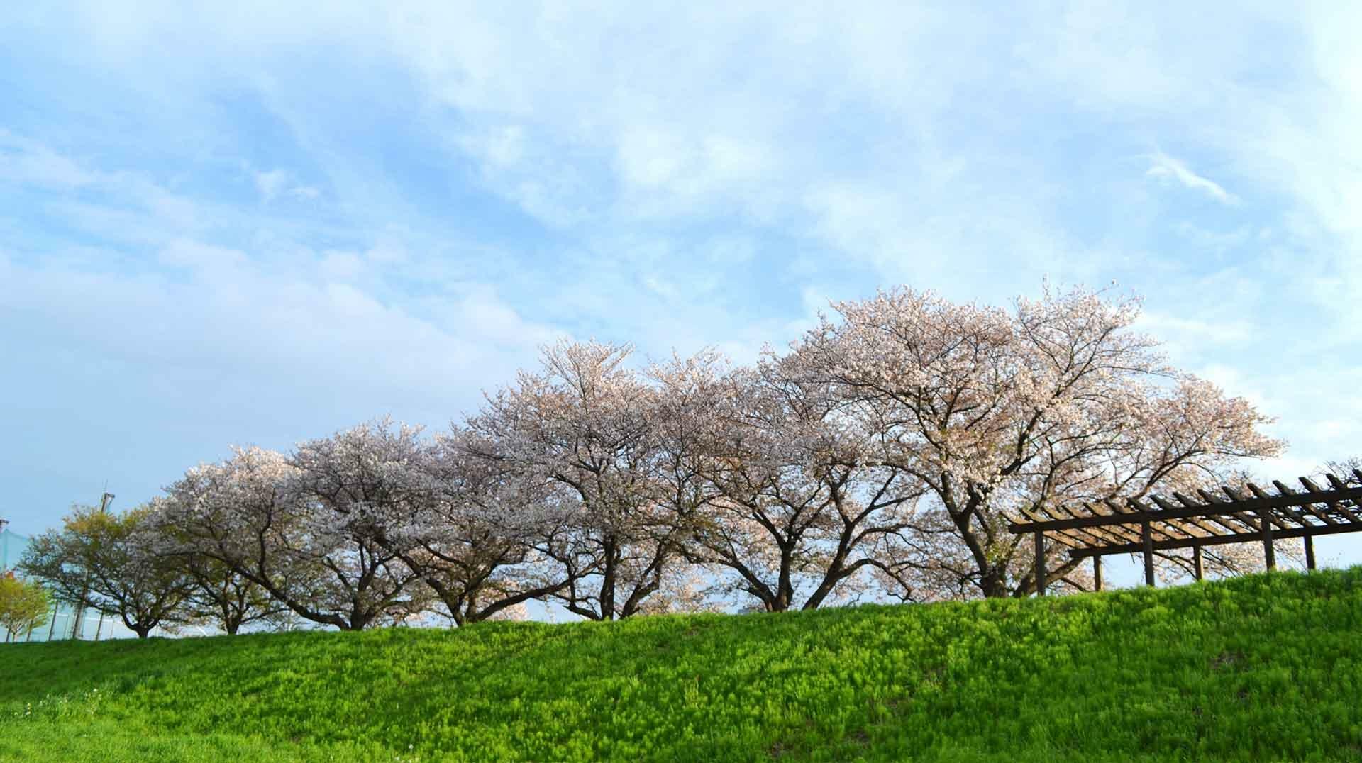 等々力緑地に近い方の多摩川の桜