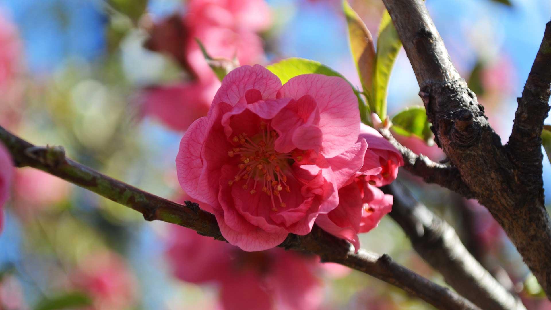 川崎市中原区】今年も桃の花が満開「むかし中原は桃の里だった
