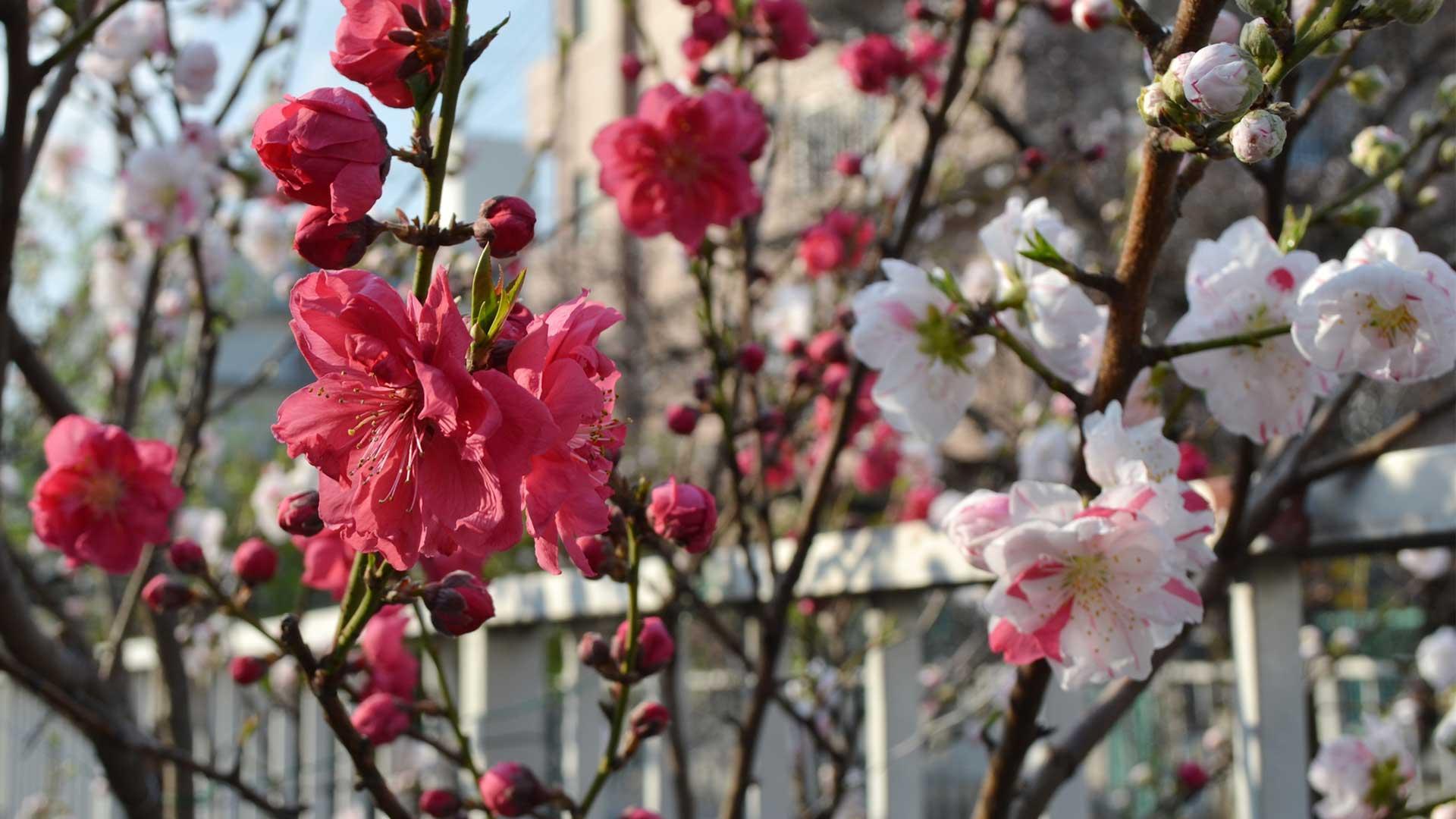 川崎市中原区】今年も桃の花が満開「むかし中原は桃の里だった